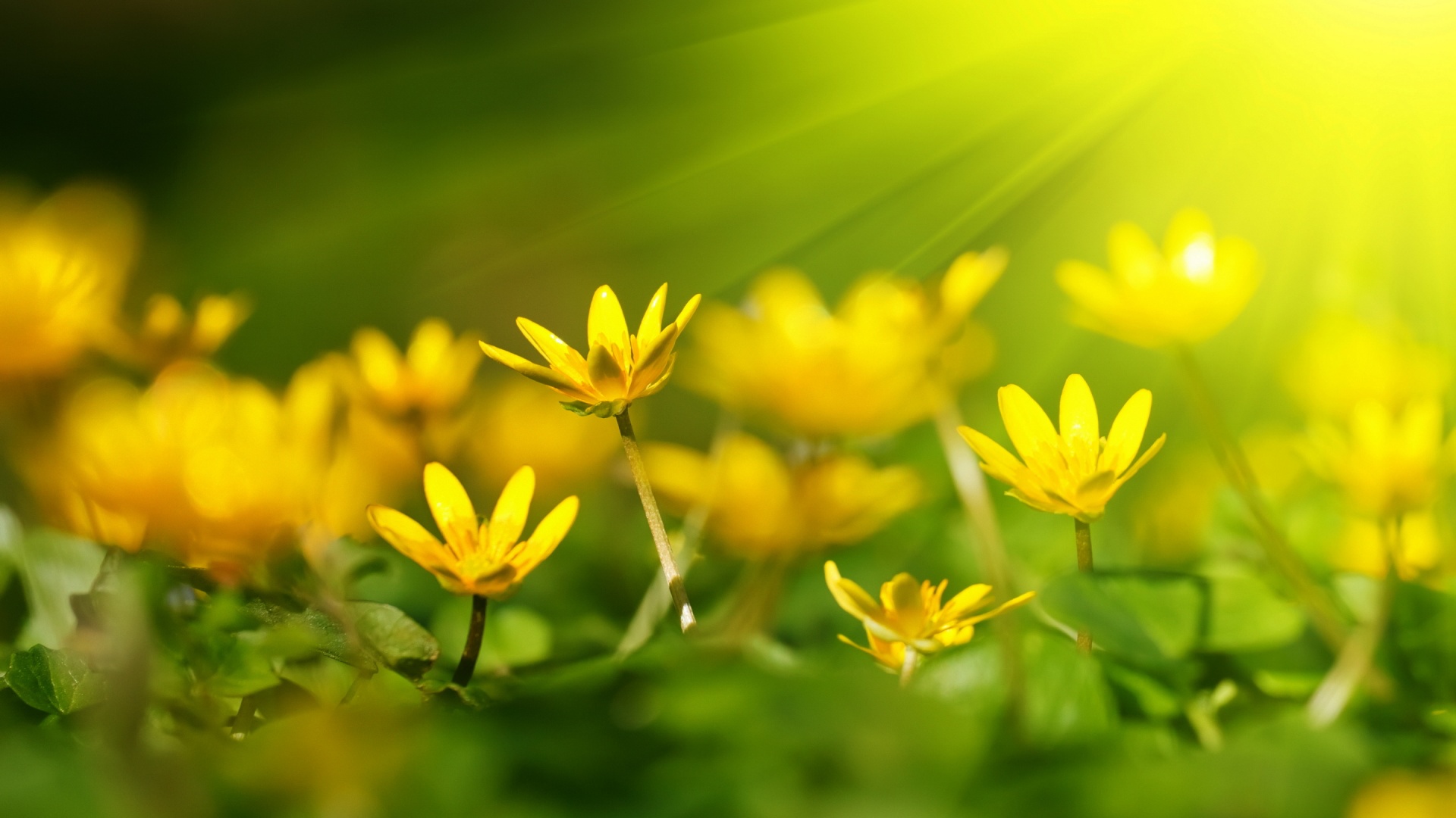 Quotes About Yellow Flowers - Yellow Flower In Sunshine - HD Wallpaper 