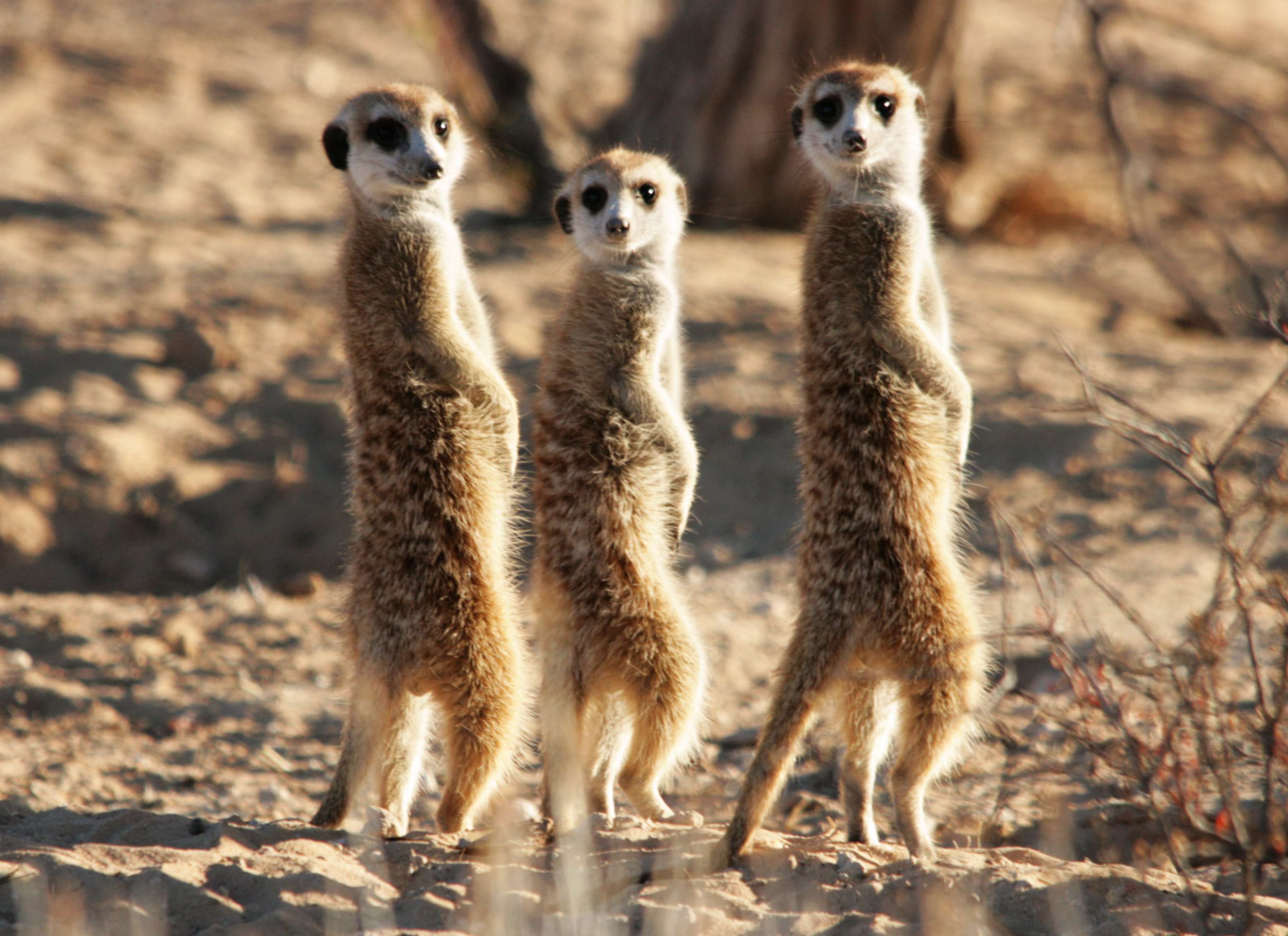 Meerkat - HD Wallpaper 