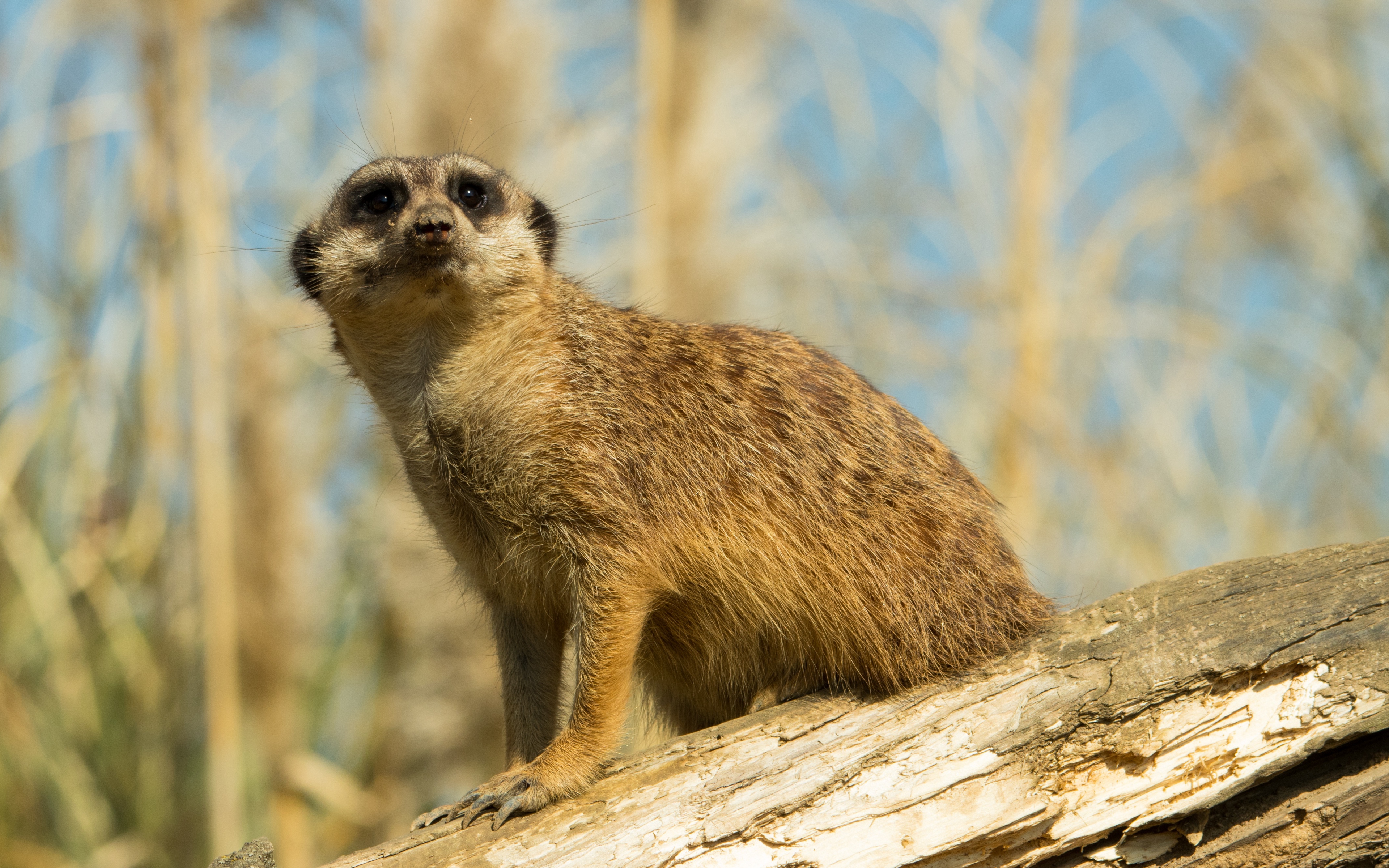 Wallpaper Meerkat, Animal, Look - Meerkat 4k - HD Wallpaper 