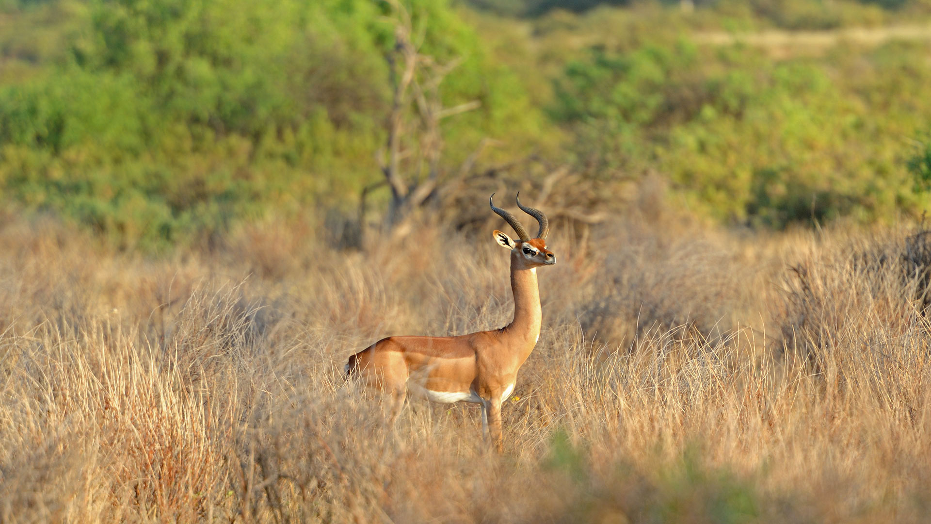Gerenuk In Tsavo National Park - HD Wallpaper 