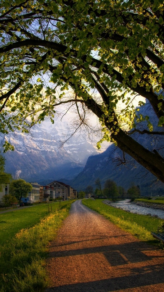 Beautiful Trees Switzerland Landscape - HD Wallpaper 