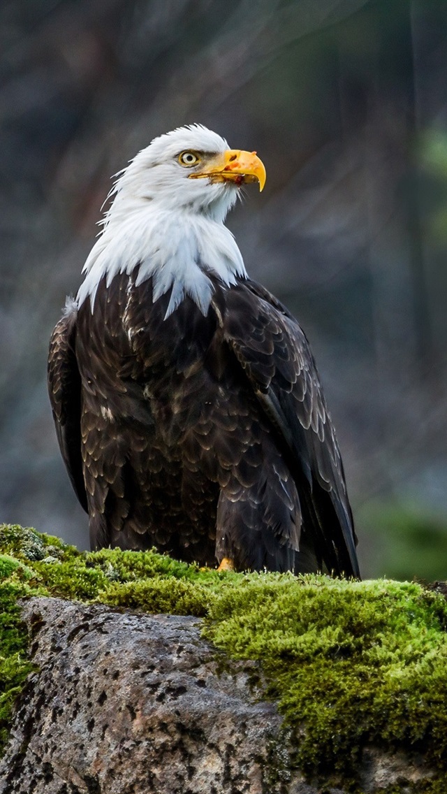 Bald Eagle Hd - HD Wallpaper 