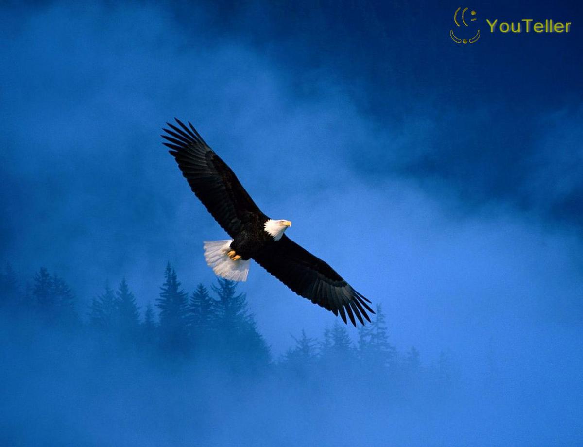 Urandir Birds Wallpapers 2013 2013 High Aguia Wallpaper - Majestic Eagle In Flight - HD Wallpaper 