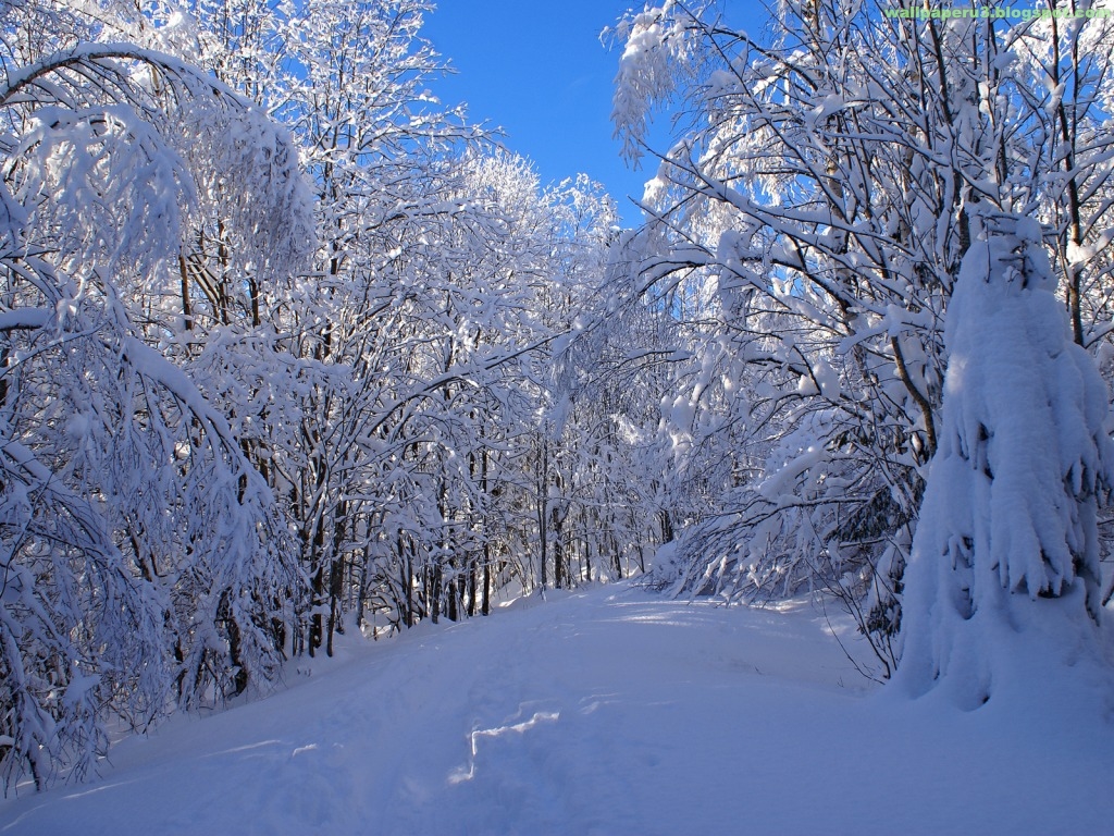 Hifza Name Meaning In Urdu And Lucky Number - HD Wallpaper 