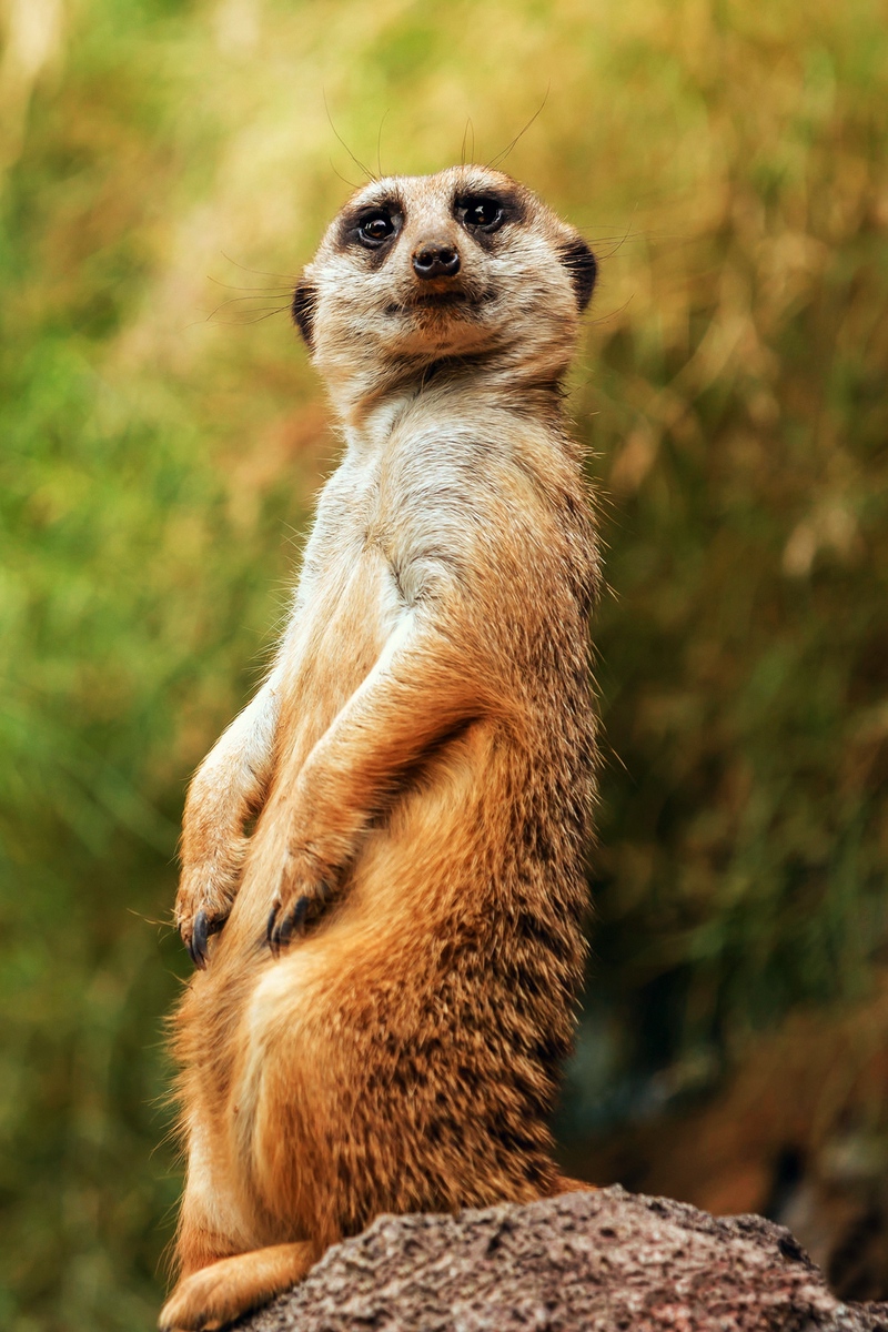 Wallpaper Meerkat, Funny, Sitting - Fondos De Pantalla De Suricatas - HD Wallpaper 