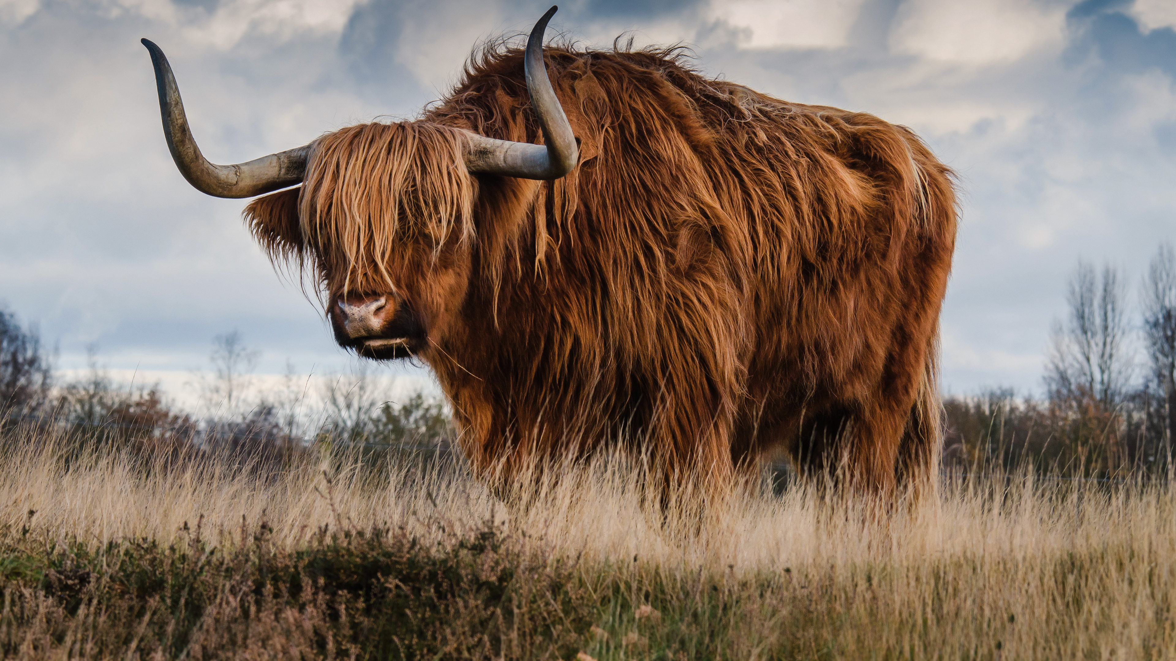 Highland Cow - HD Wallpaper 
