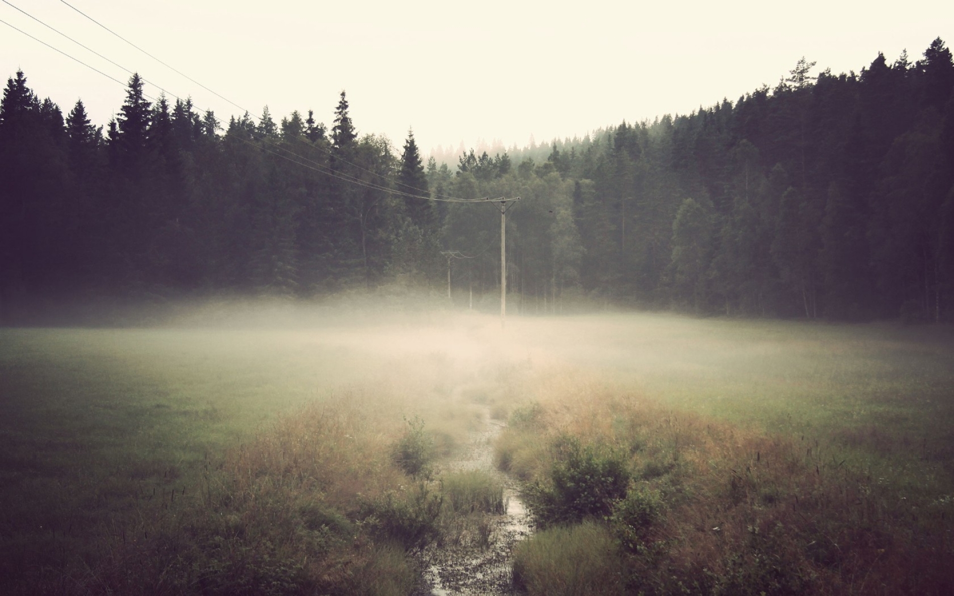 Forest Mist - HD Wallpaper 