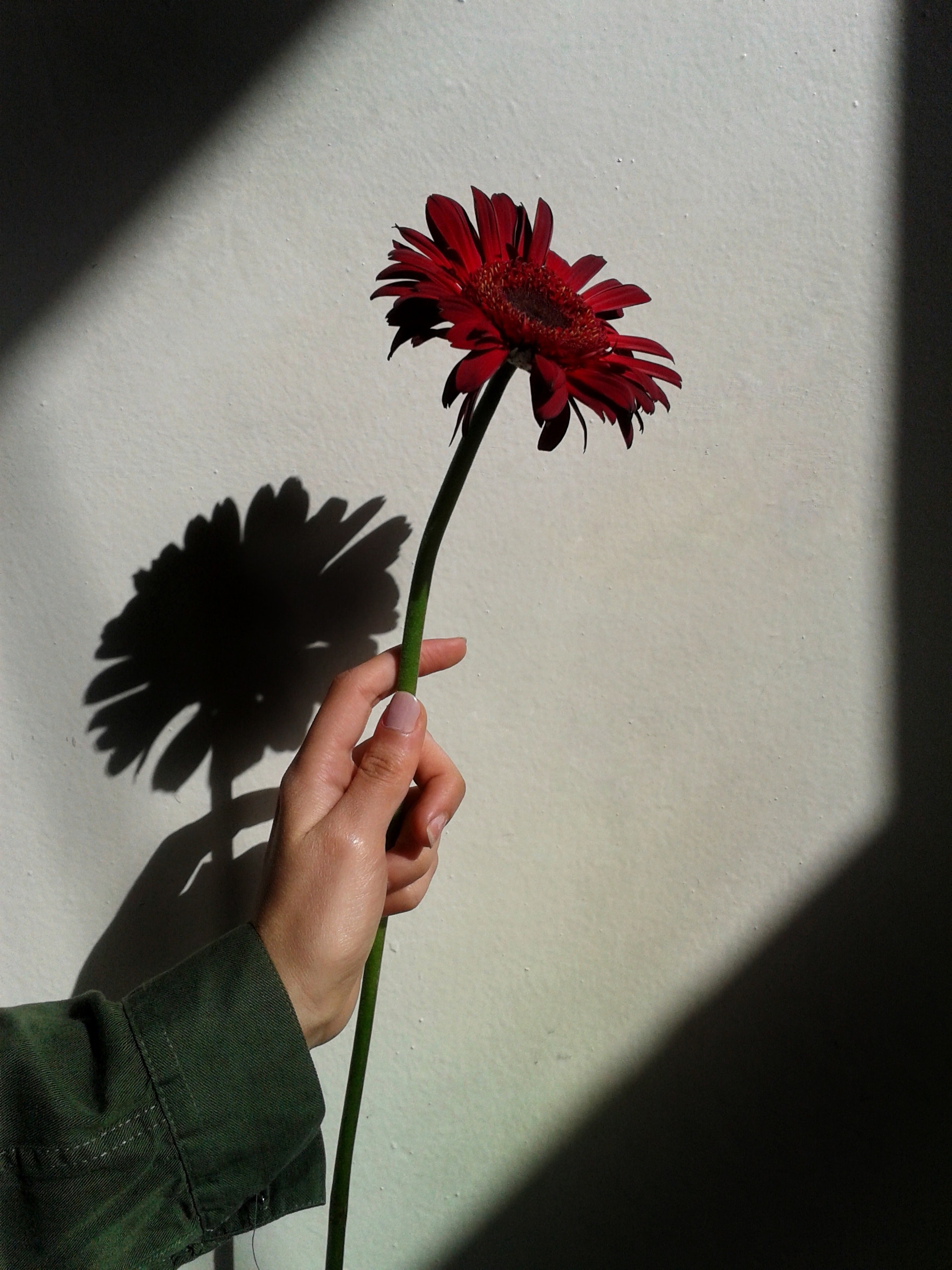 Person Holding A Flower - HD Wallpaper 