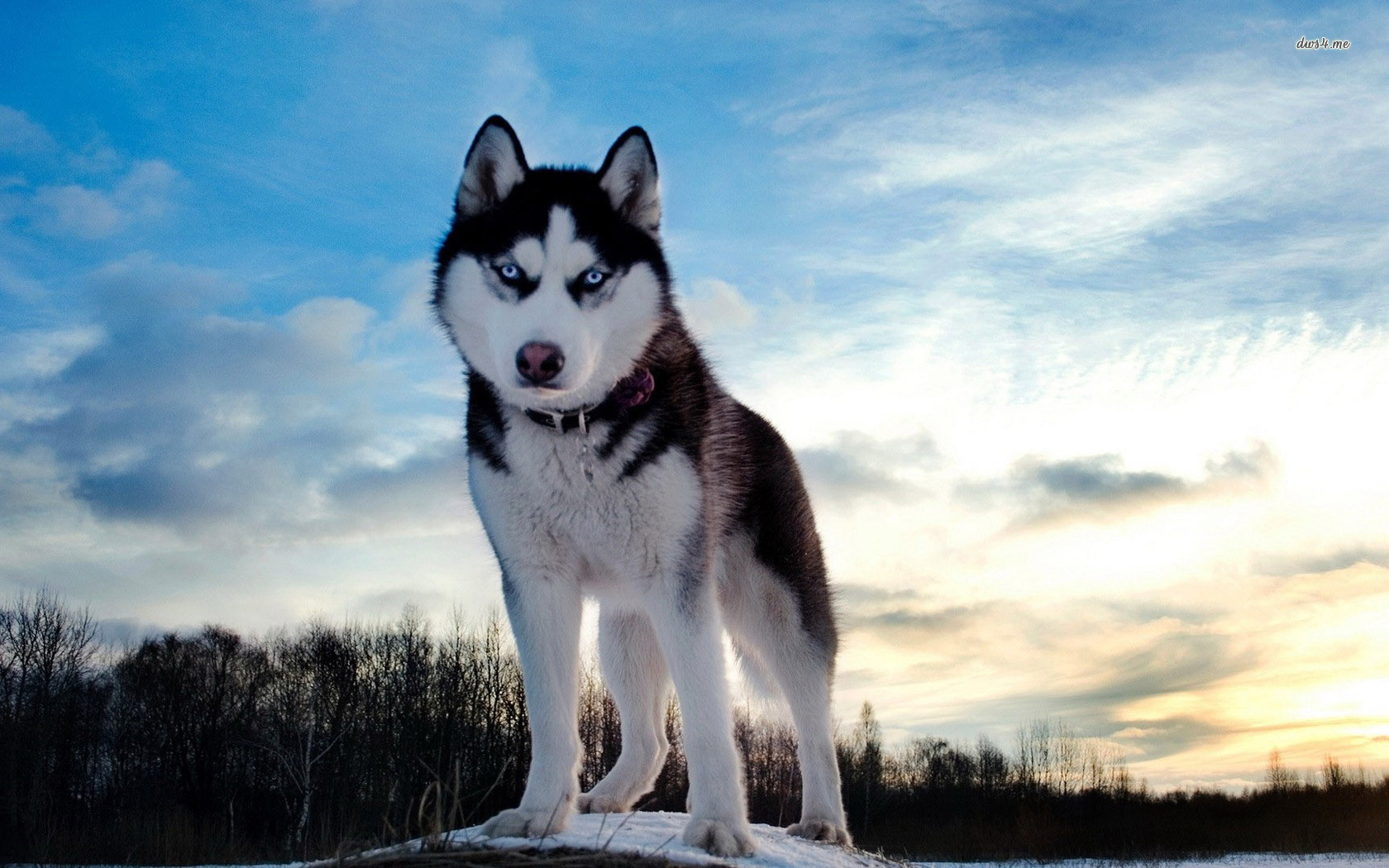 Are You A True Husky Lover - Blue Eyes Beautiful Husky - HD Wallpaper 