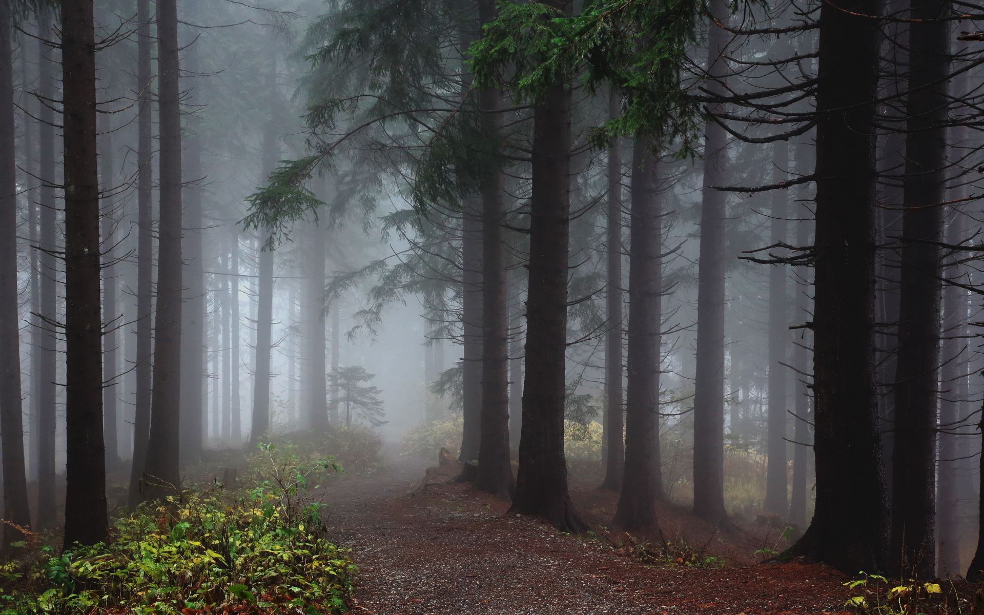 Beautiful Foggy Forest - HD Wallpaper 