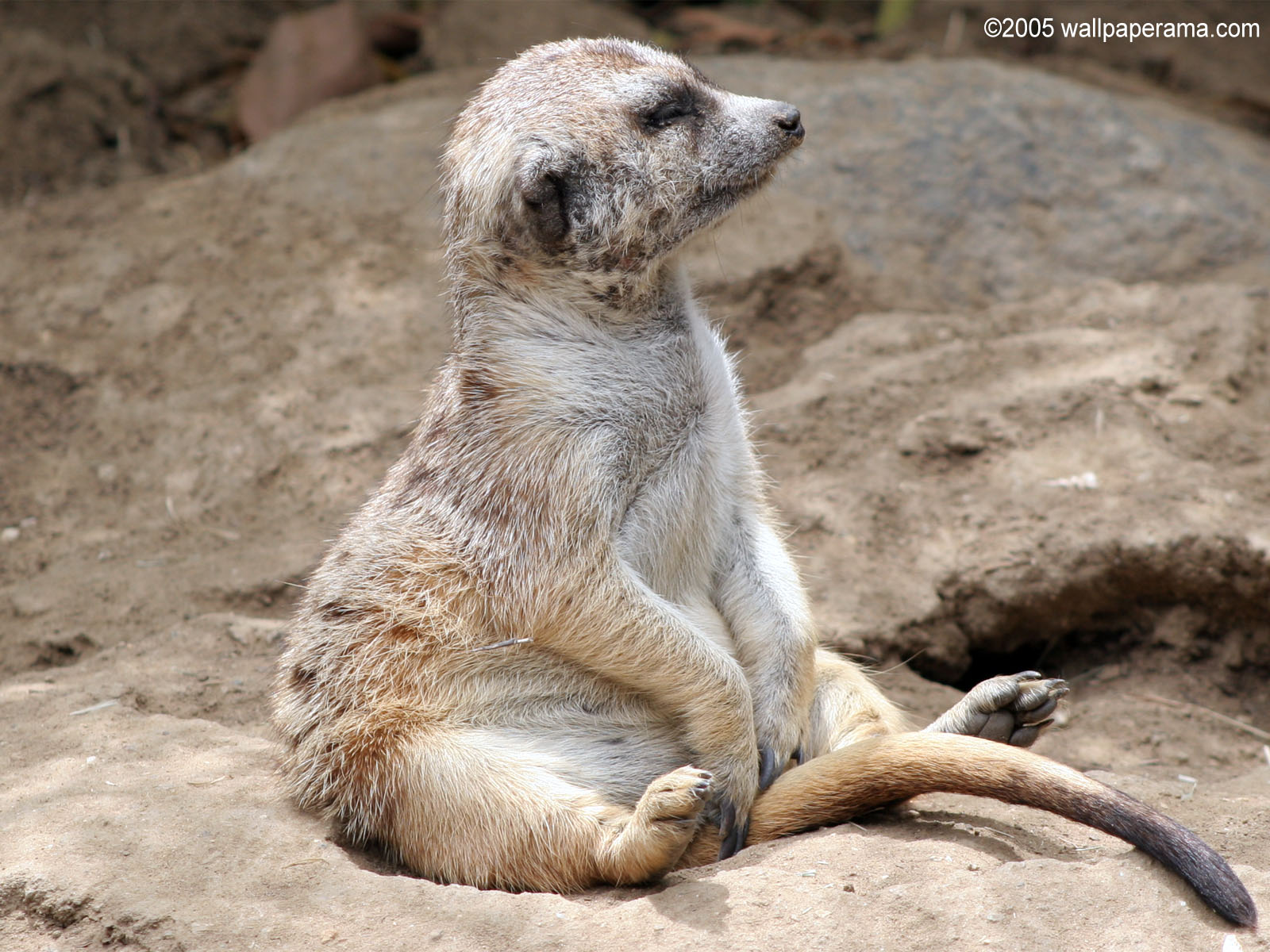Meerkat Wallpaper - Meerkat - HD Wallpaper 