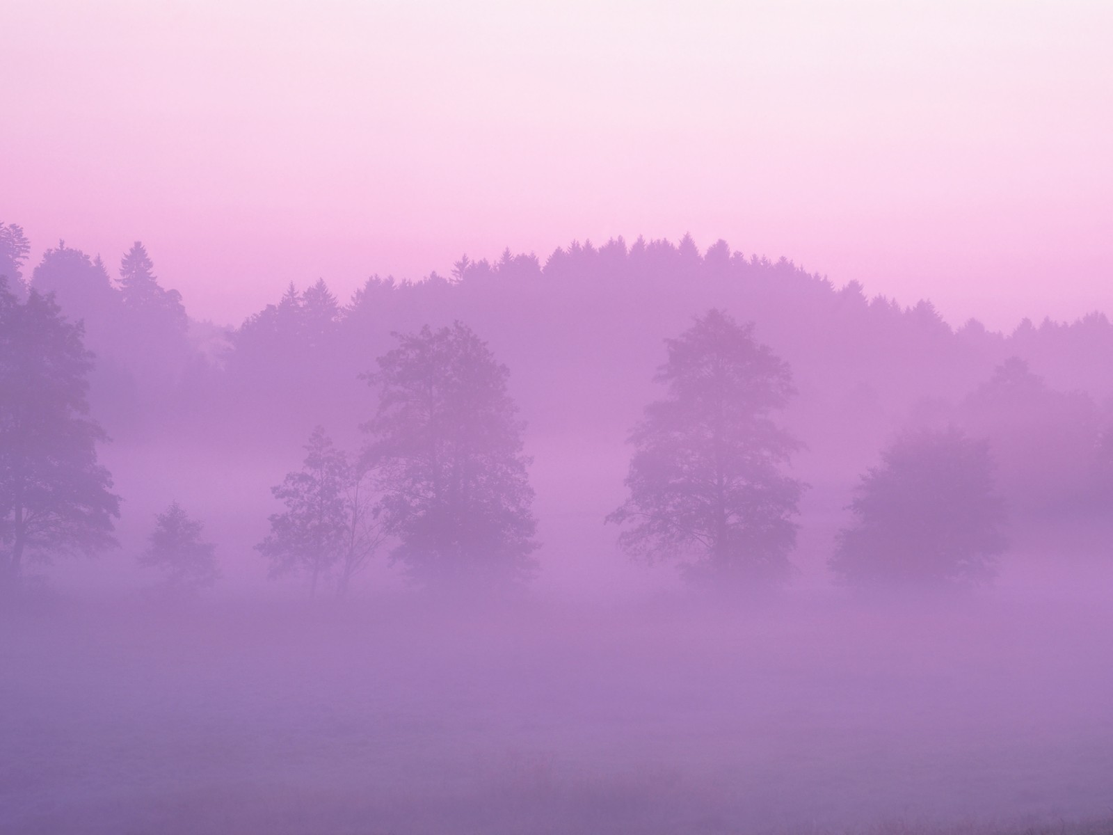 Pink Forest Mac Background - HD Wallpaper 