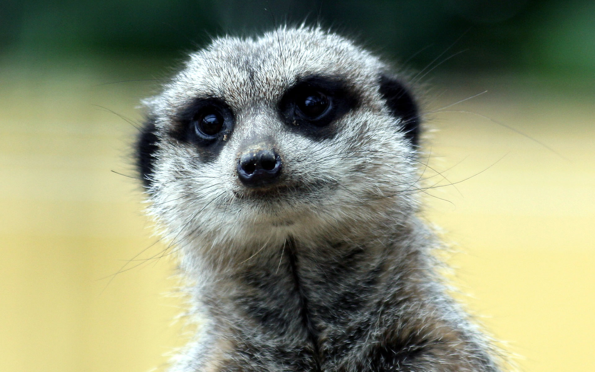 Meerkat With Moustache - HD Wallpaper 