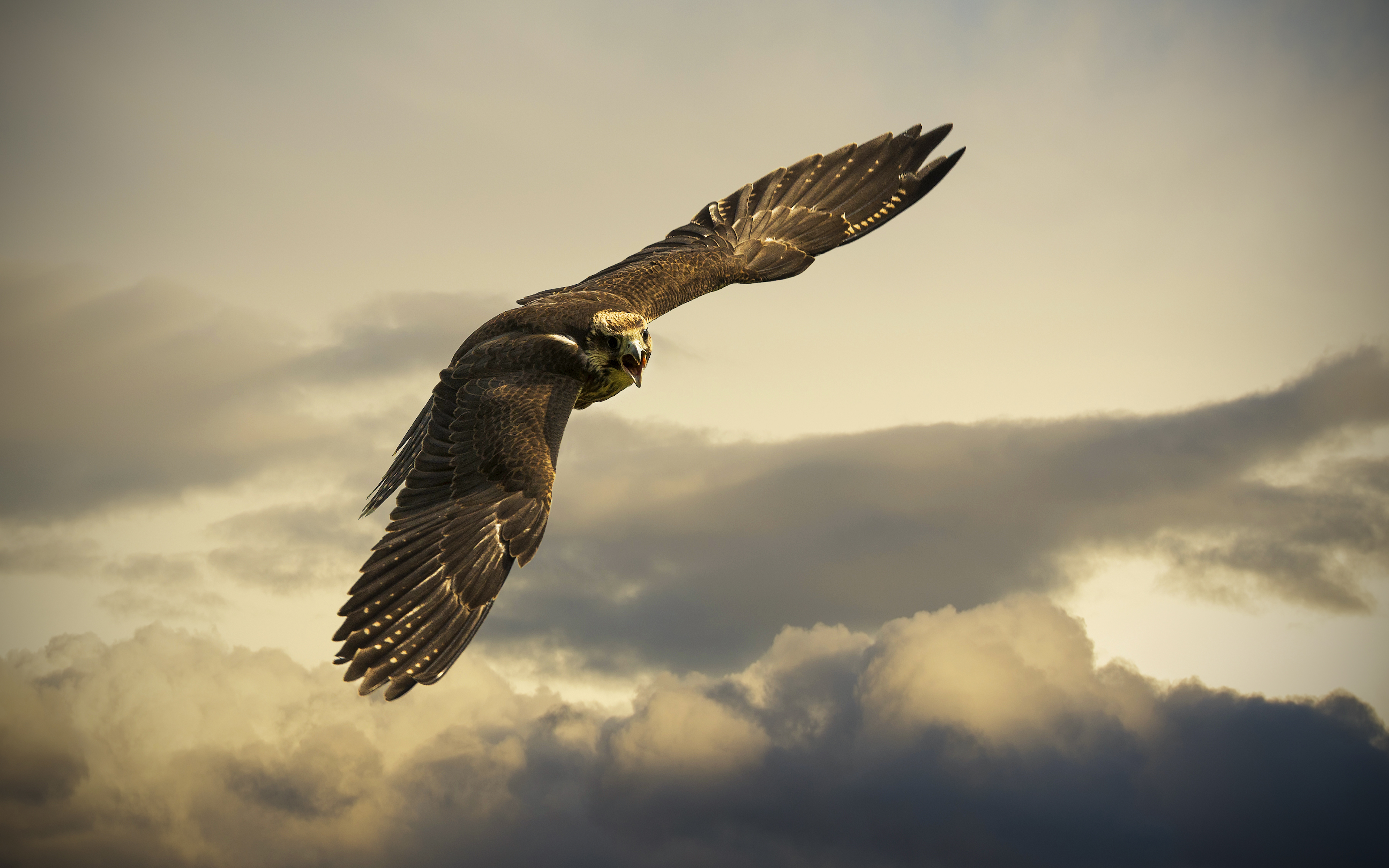 Falcon Bird - HD Wallpaper 