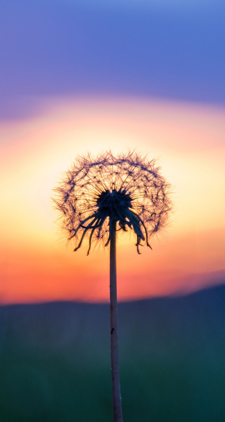 Silhouette - HD Wallpaper 