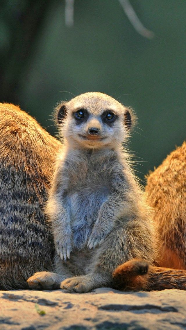 Advantages And Disadvantages Of Technology Quotes - HD Wallpaper 