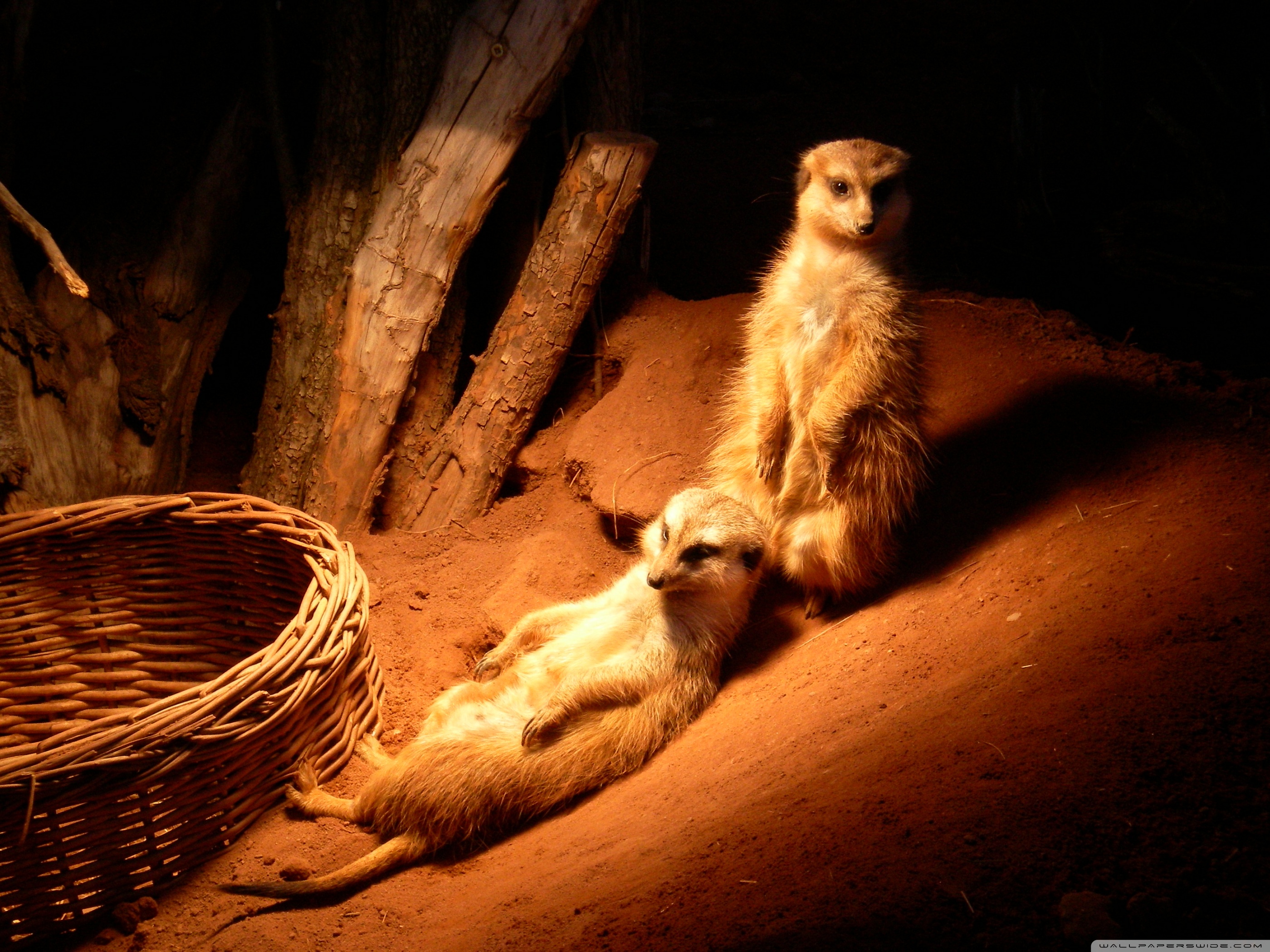 Meerkat - HD Wallpaper 