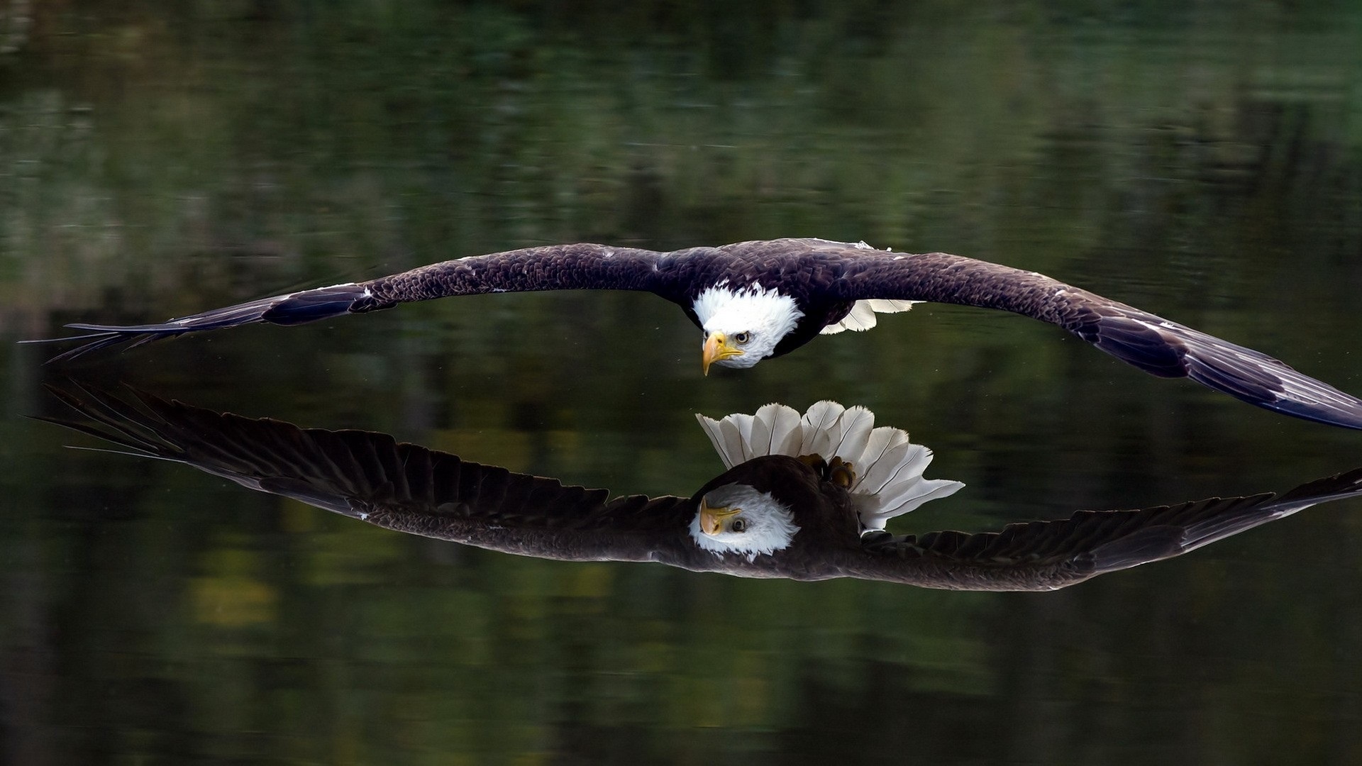 Wallpaper Flying Eagle Close To The Lake Water Surface - Орел Обои На Рабочий Стол - HD Wallpaper 