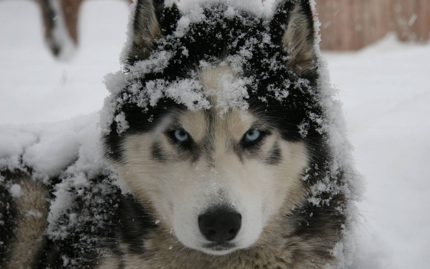 Husky Hd - HD Wallpaper 