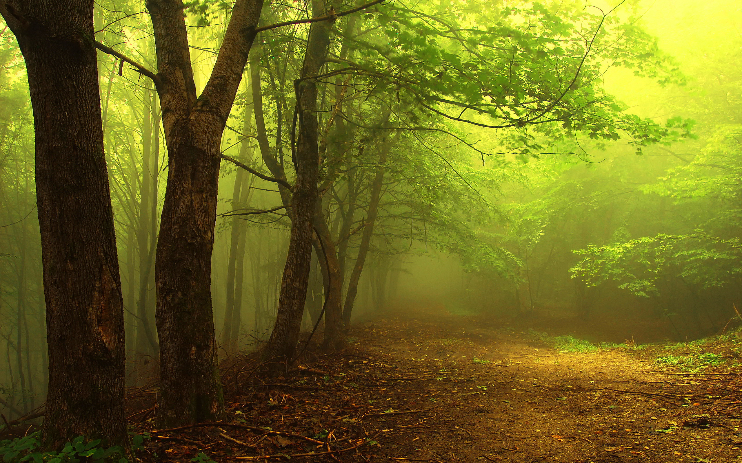 Foggy Forest - HD Wallpaper 