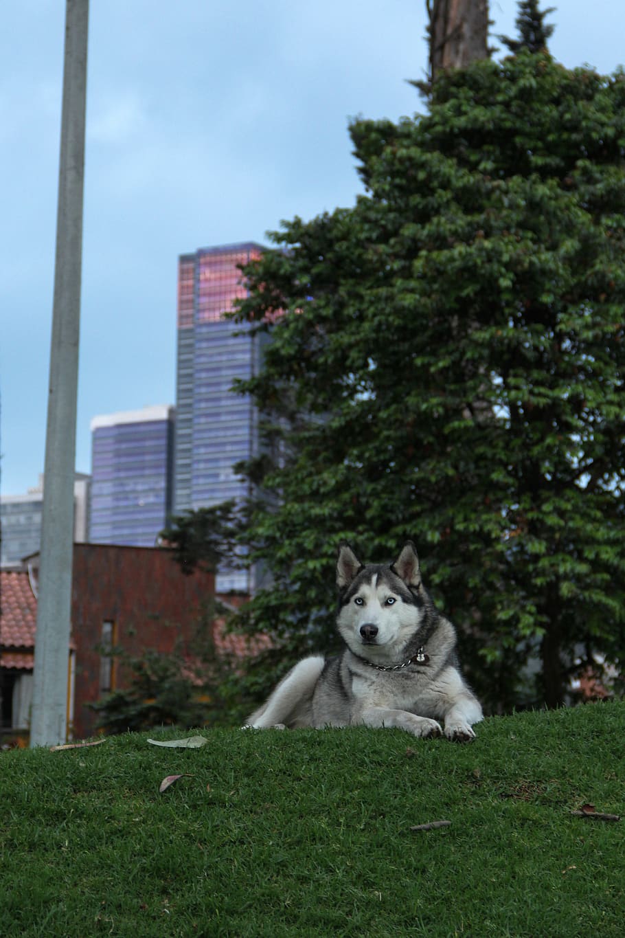 Miniature Siberian Husky - HD Wallpaper 