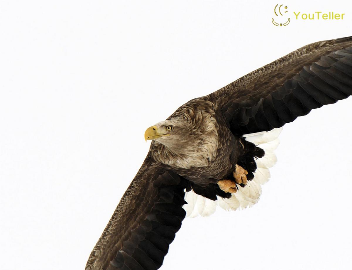 Urandir Birds Wallpapers 2013 Wallpaper 2013 Aguia - Adler Weißer Hintergrund - HD Wallpaper 