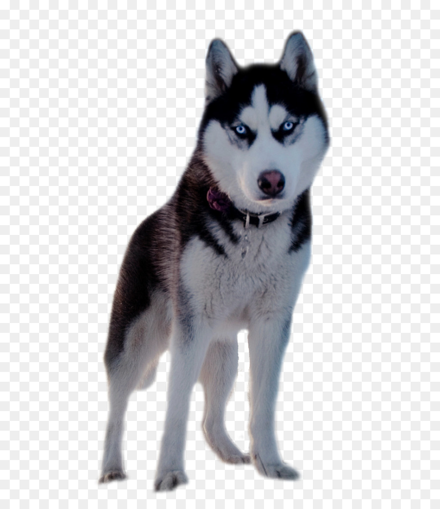 Siberian Husky Desktop Wallpaper High-definition Television - Siberian Husky Png - HD Wallpaper 