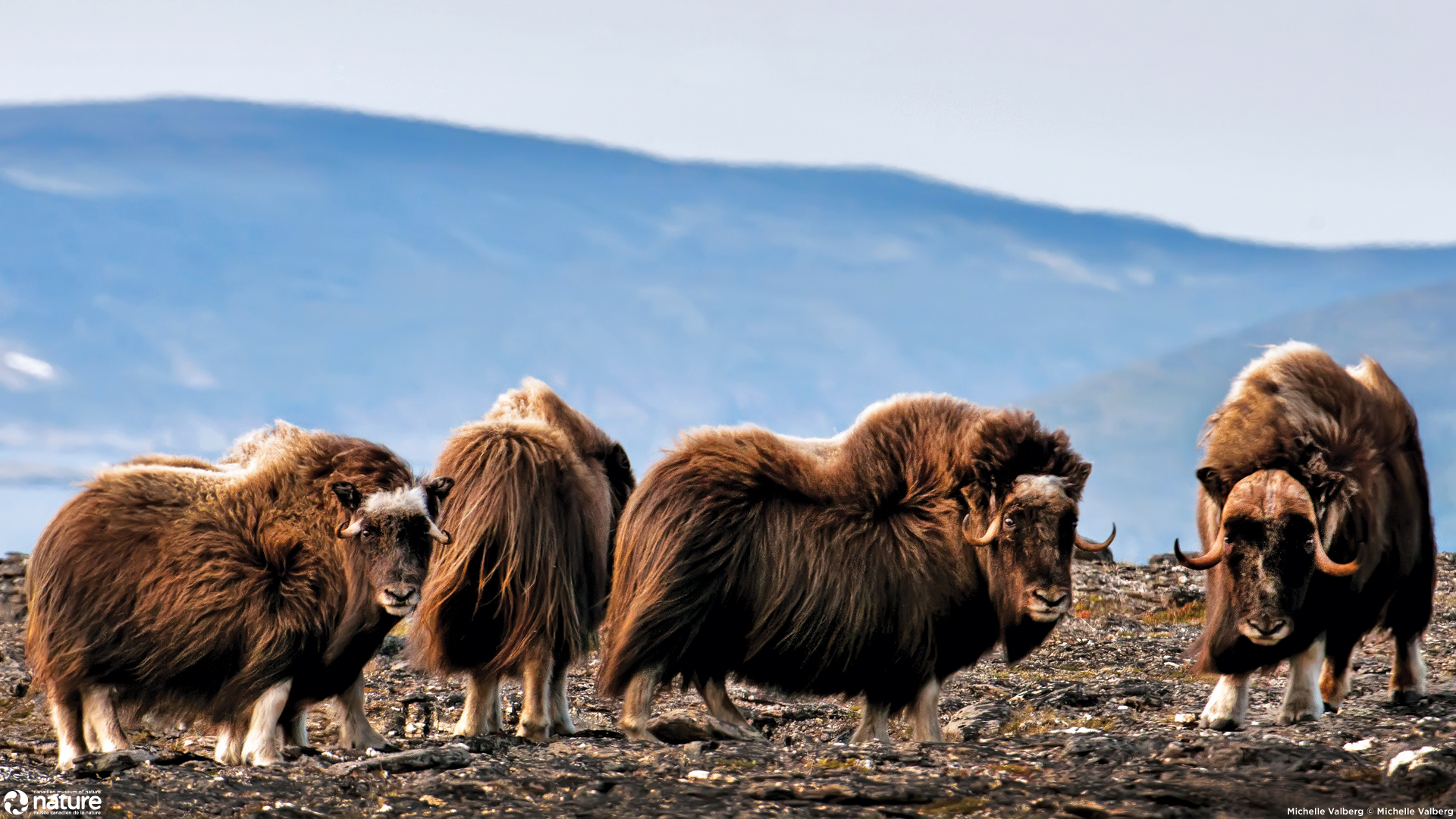 Musk Ox Desktop Wallpaper Herd - HD Wallpaper 