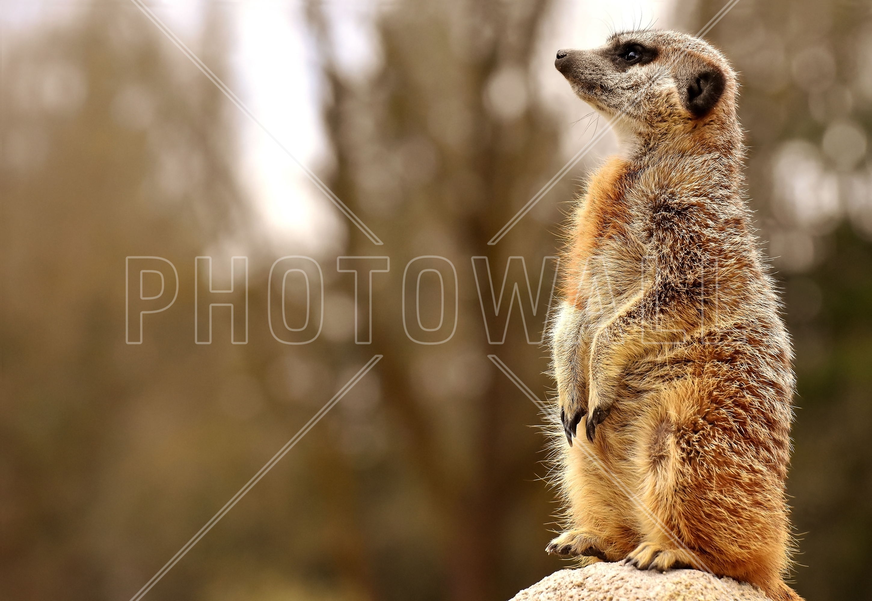Meerkat - Wallpaper - Hallway - Meerkat - HD Wallpaper 