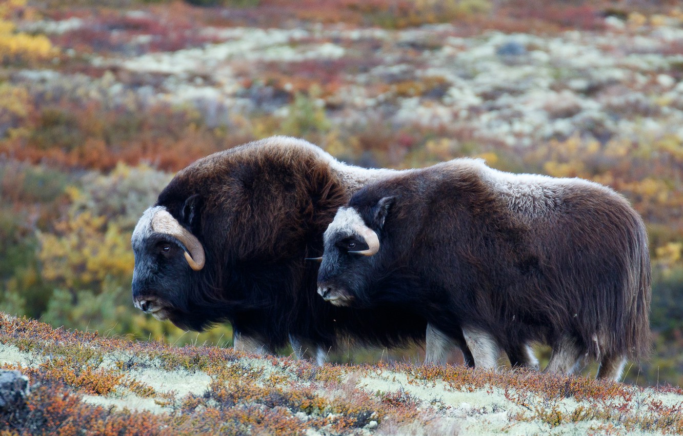 Photo Wallpaper Nature, Pair, Two, Bulls, Bull, Musk - Bison - HD Wallpaper 