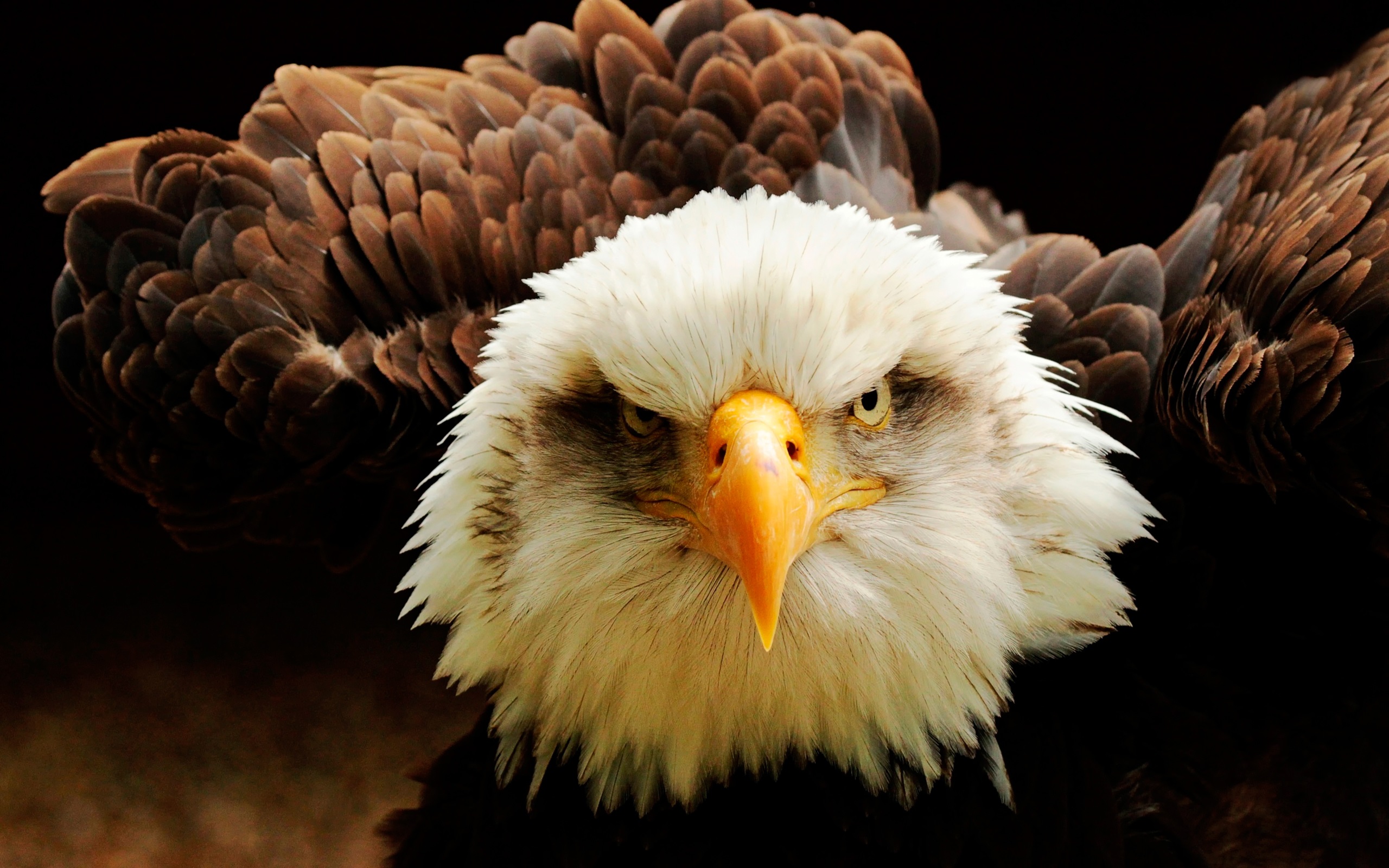 Wallpaper Eagle Front View, Eyes, Beak, Feathers - Eagle - HD Wallpaper 