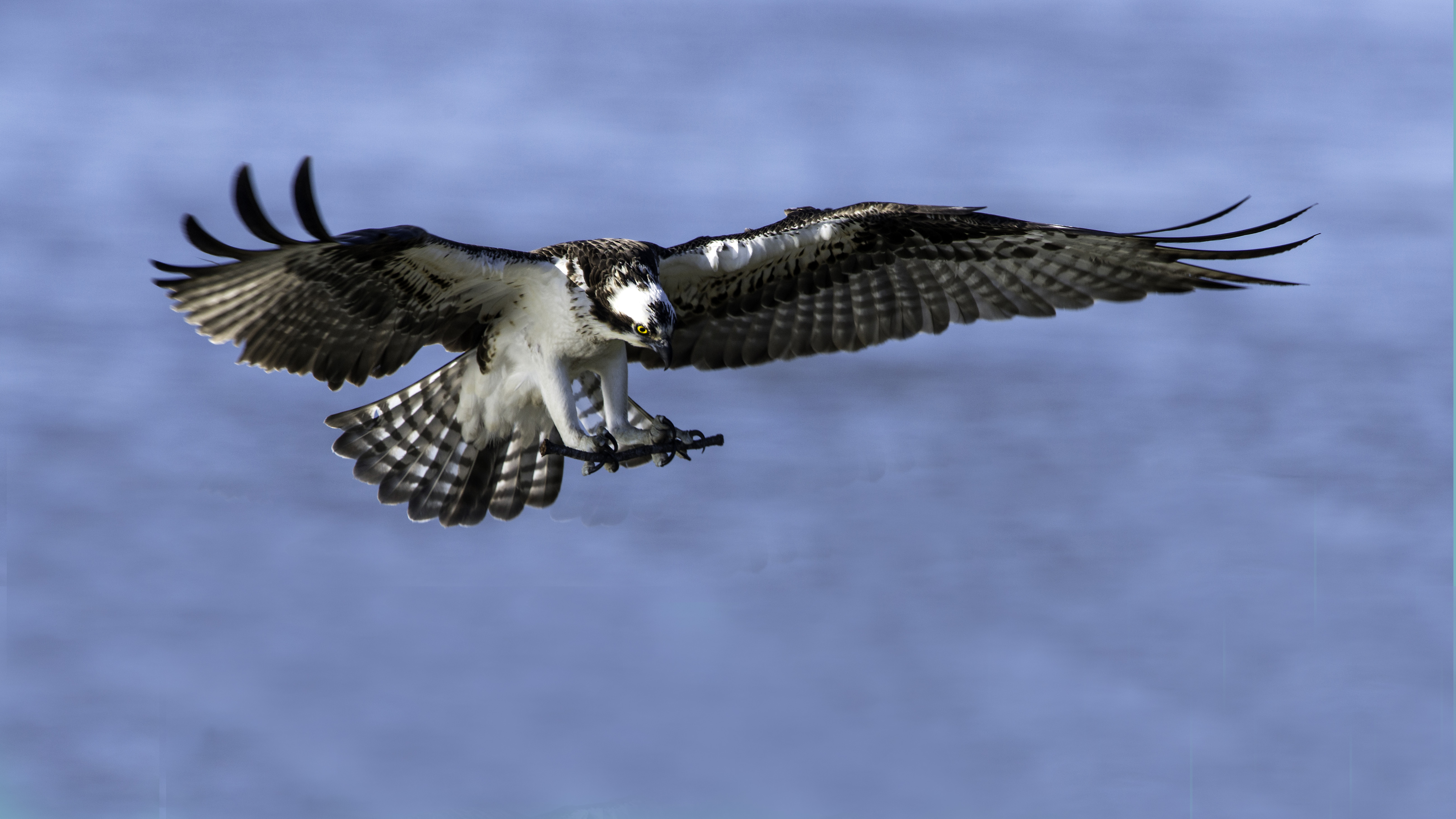 Osprey Bird High Resolution - HD Wallpaper 