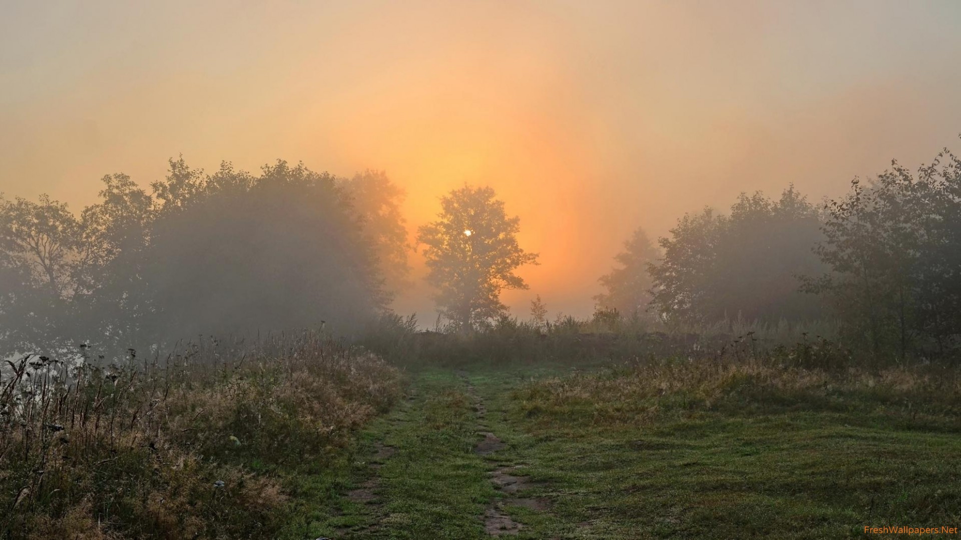 Foggy Forest Sunset - HD Wallpaper 