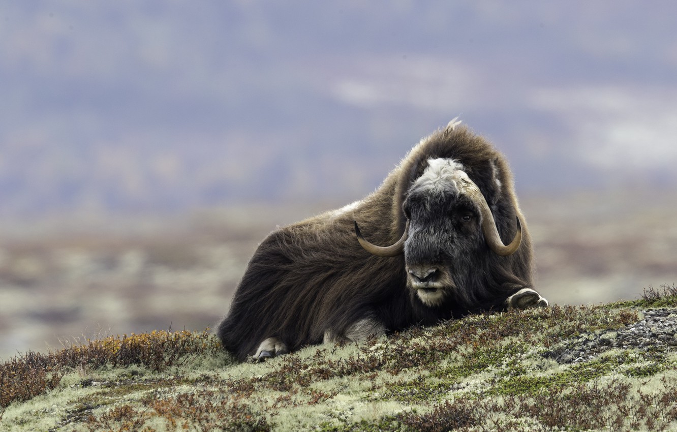 Photo Wallpaper Face, Wool, Horns, Musk Ox, Musk Ox - Piżmowół Arktyczny - HD Wallpaper 