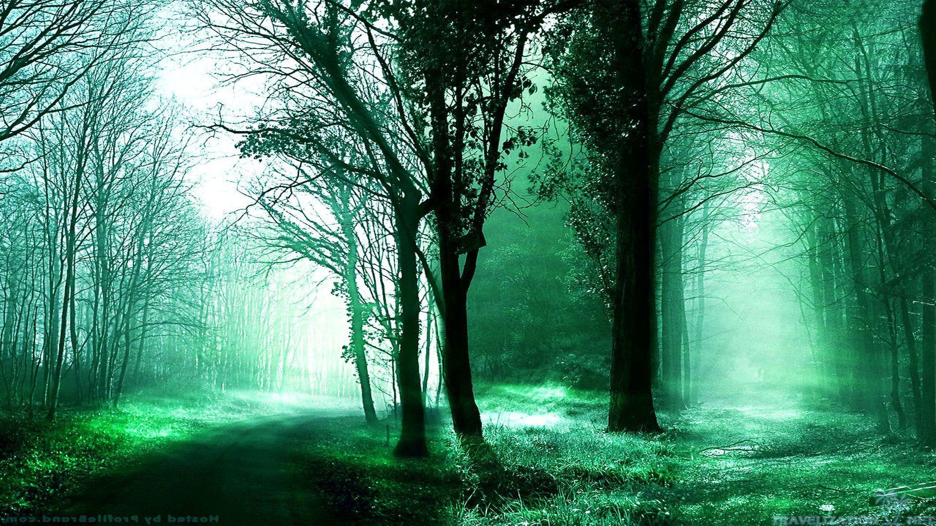 Green Foggy Forest - HD Wallpaper 