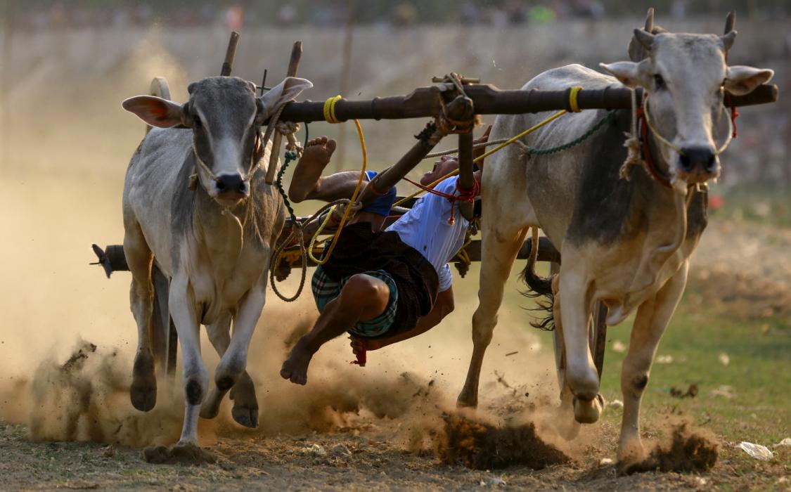 A Man Falls From Ox Cart As He Competes During Ox Cart - Caption Contest - HD Wallpaper 
