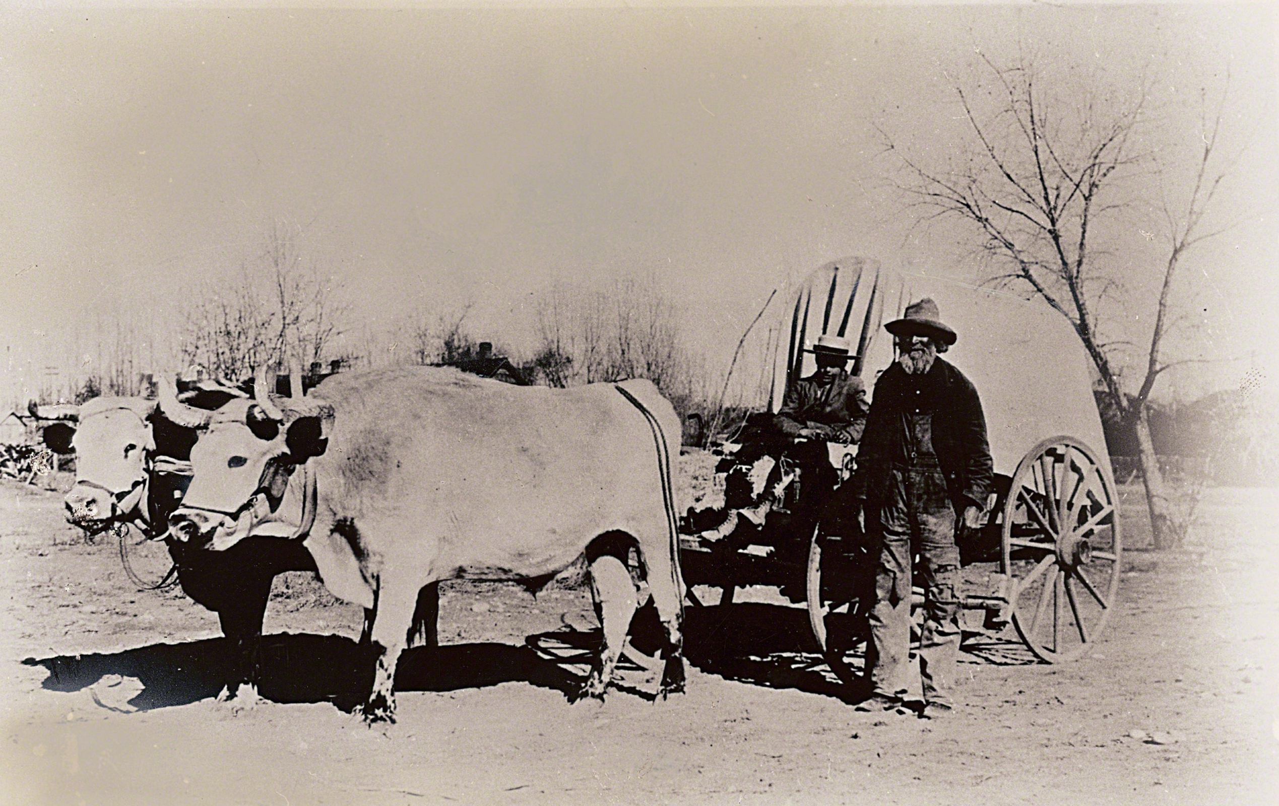 Ox Pulling A Wagon - HD Wallpaper 