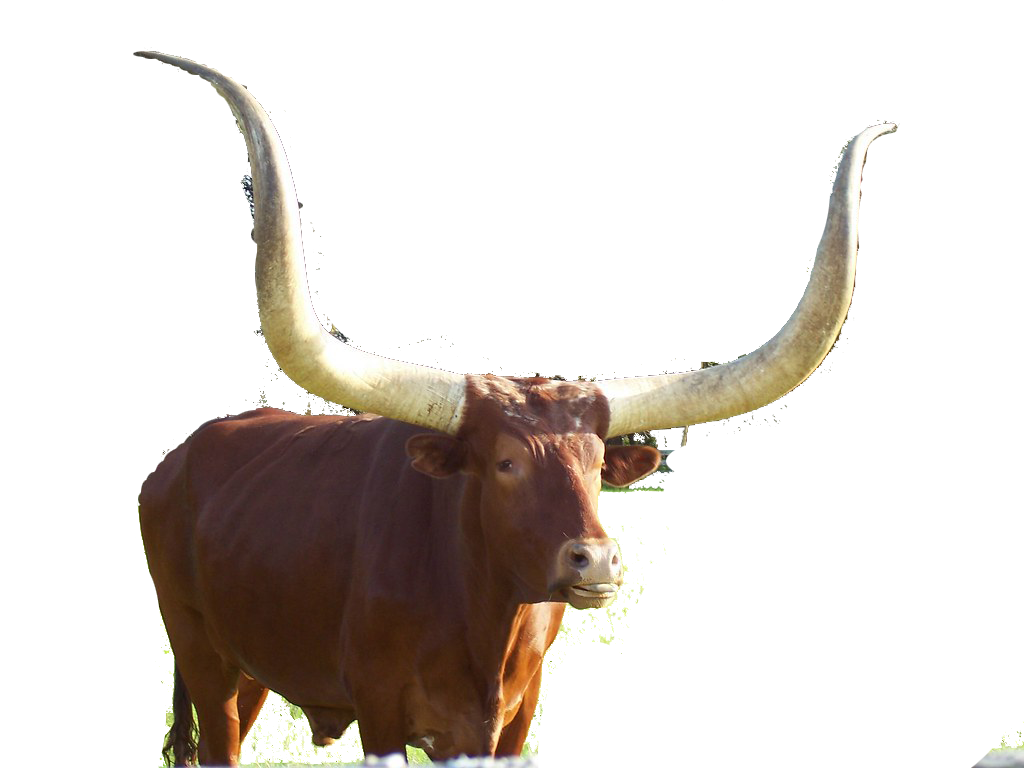 1217823422 78c9ea7ce6 B-300x225 - Longhorn Steer - HD Wallpaper 