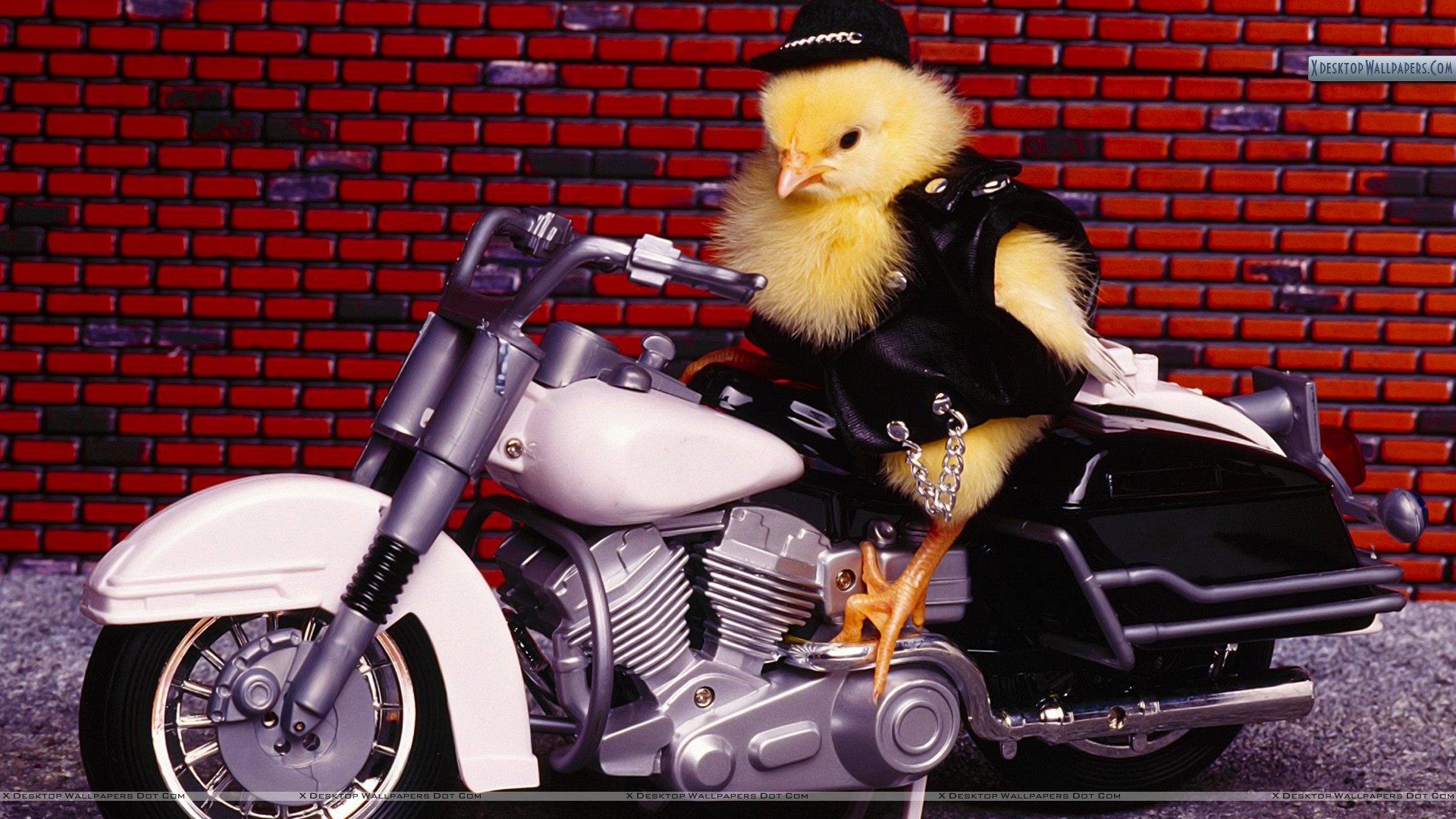 Happy Birthday Biker Girl - HD Wallpaper 