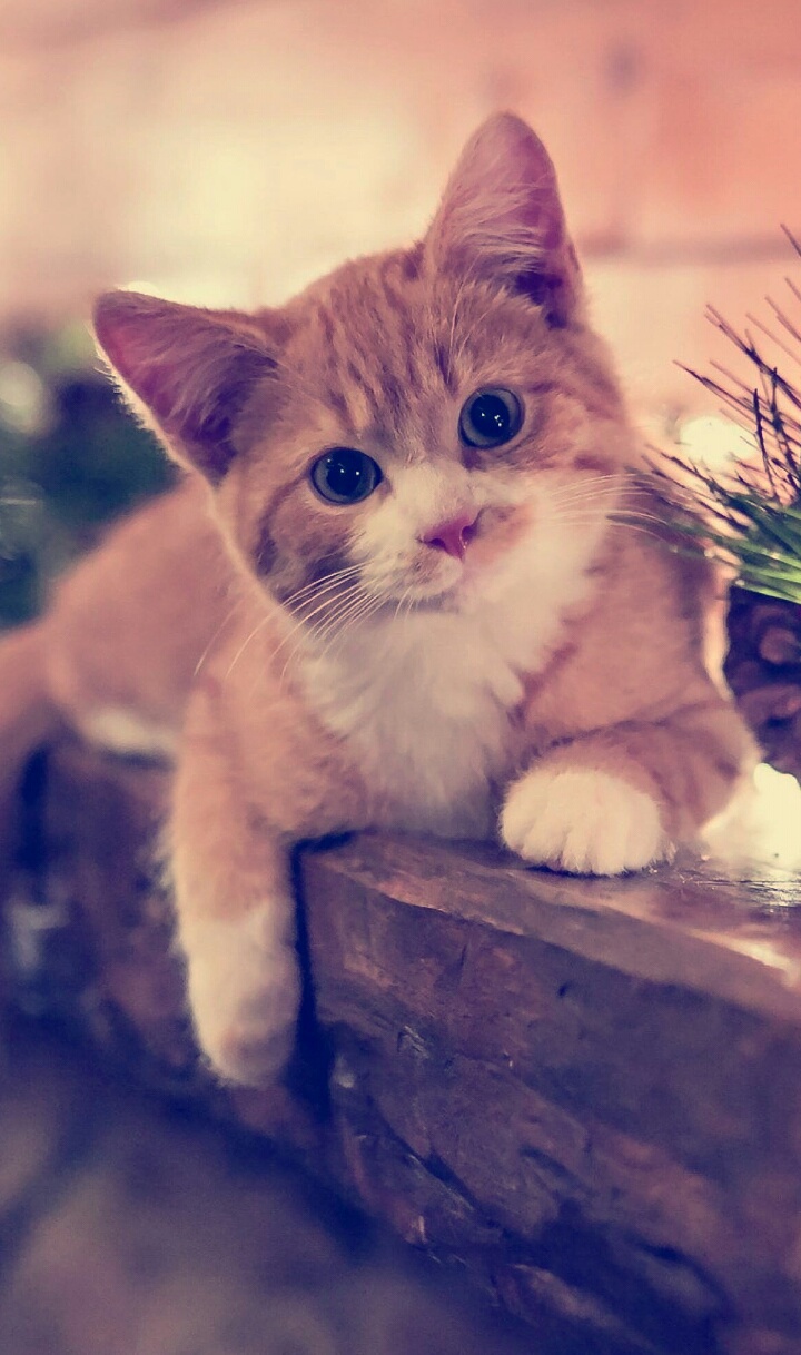 Cat, Kitten, And Animal Image - Cute Cat Wallpapers For Android - 720x1218 Wallpaper Cat, Kitten, And Animal Image - Cute Cat Wallpapers For Android - 720x1218 Wallpaper