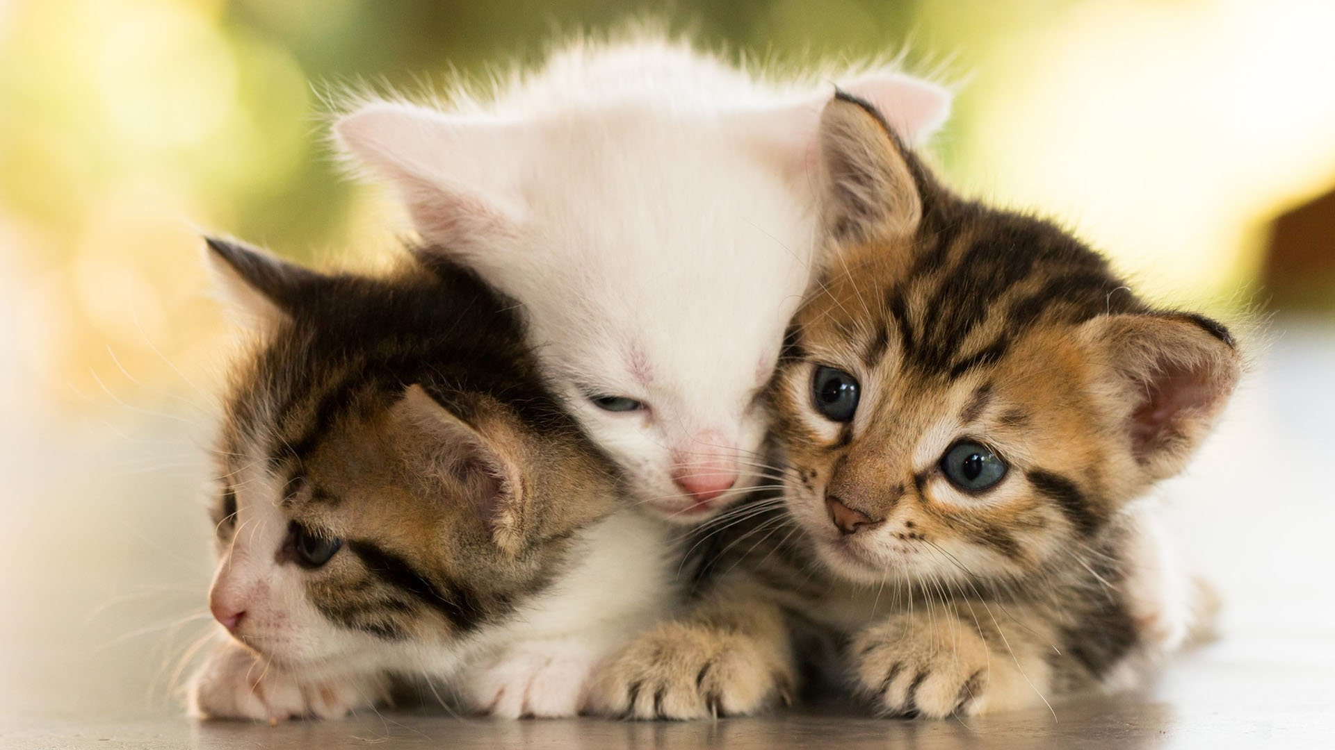 Cute Baby Cats Wallpaper - Cute Small Cat Couple Images Hd - HD Wallpaper 