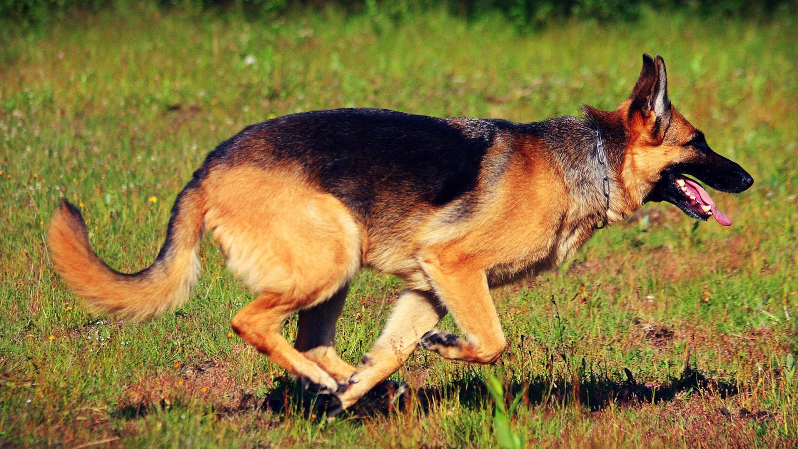 German Shepherd Animals 1080p Hd Wallpaper - Hd Wallpaper Animals Dog - 1600x900 Wallpaper German Shepherd Animals 1080p Hd Wallpaper - Hd Wallpaper Animals Dog - 1600x900 Wallpaper