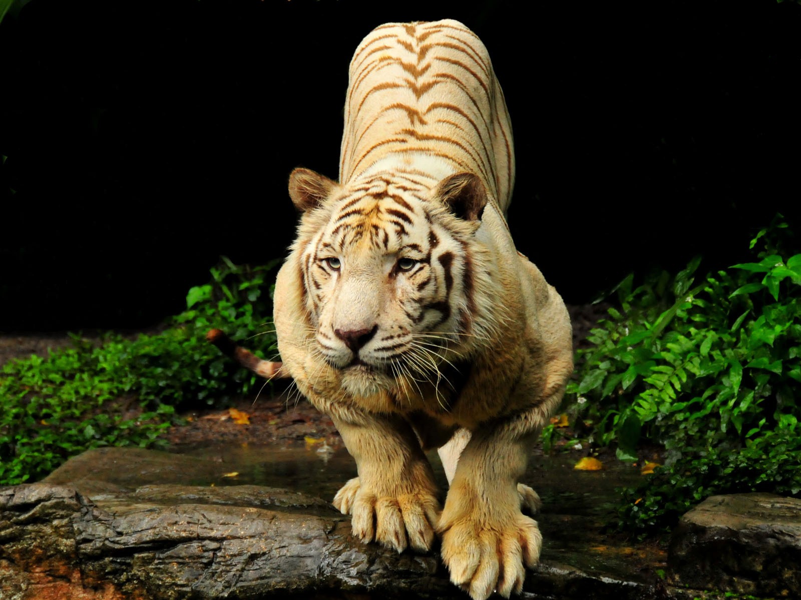 A Image Of A Tiger Wallpaper - Tiger Ready To Attack - HD Wallpaper 
