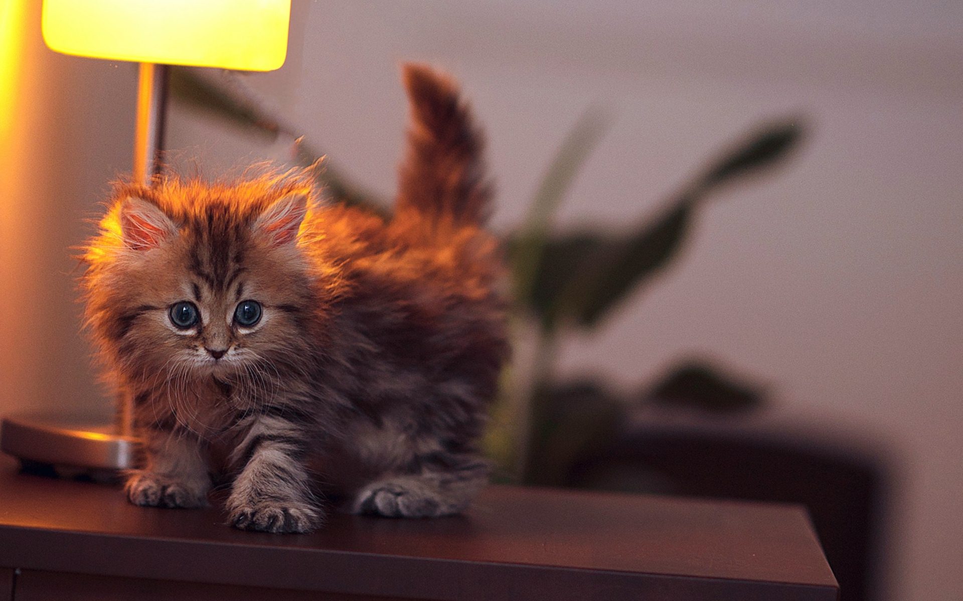 Baby Cat Wallpaper - HD Wallpaper 