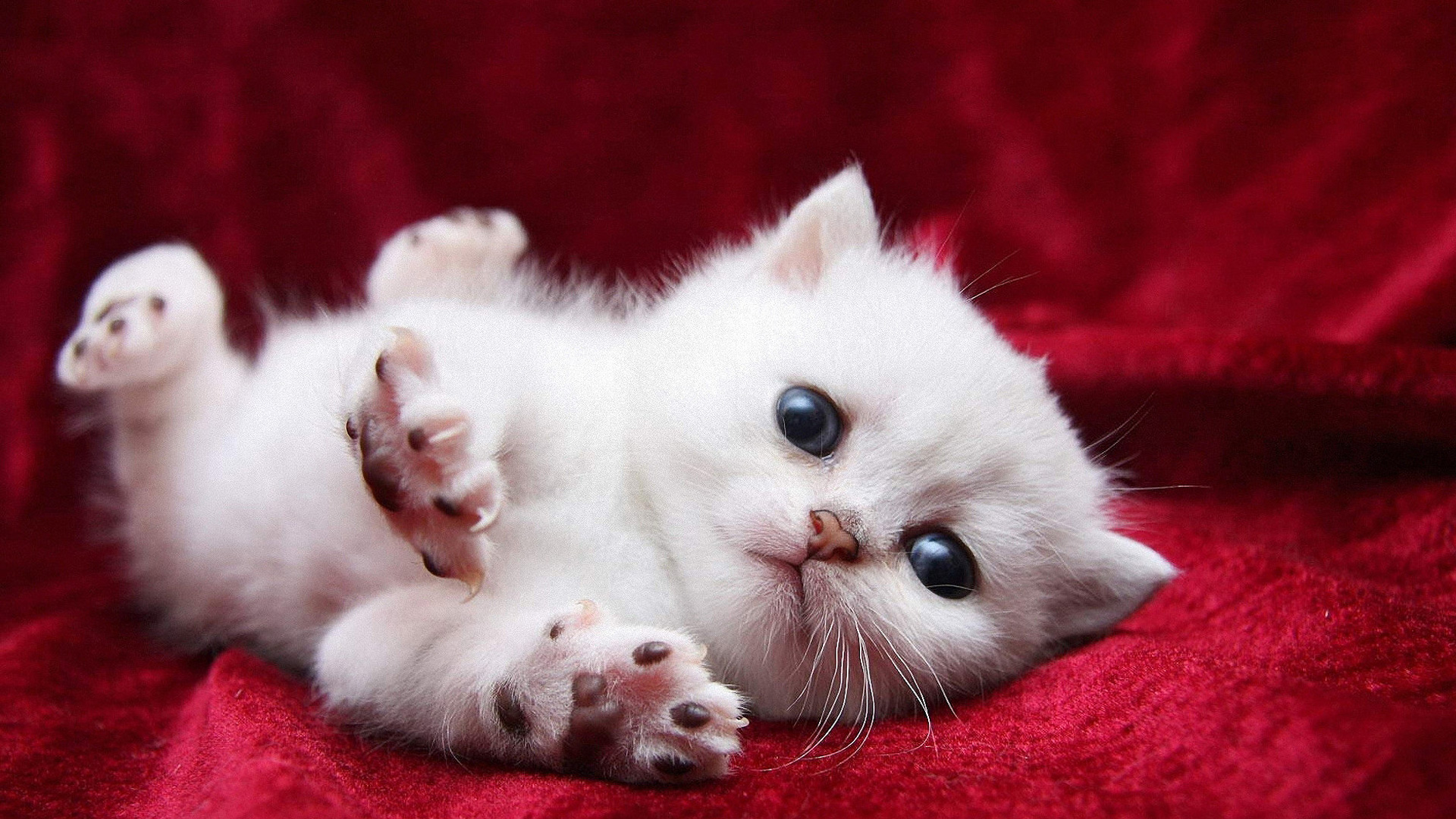 Baby Cats Wallpaper - White Cat Hd - HD Wallpaper 