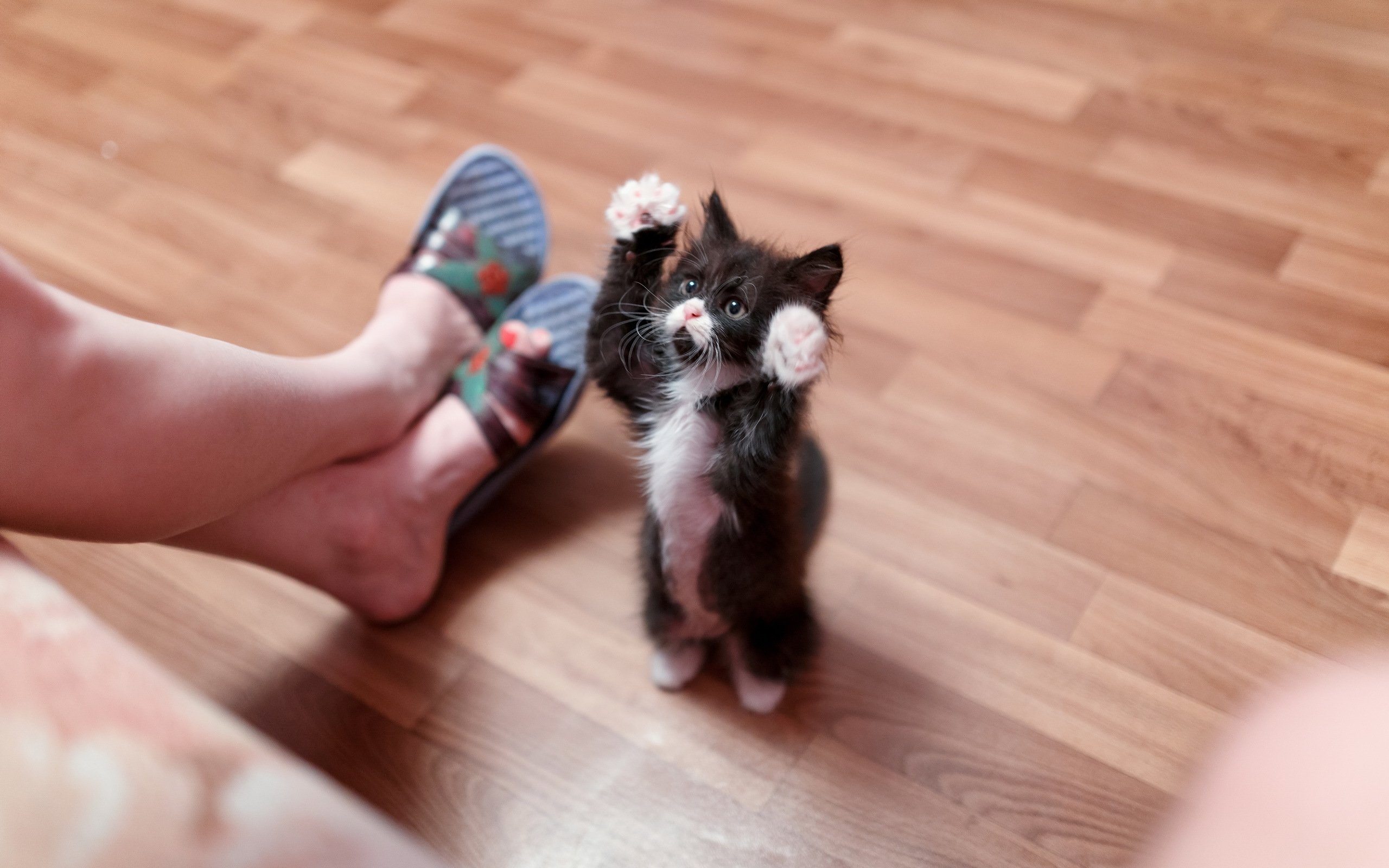 Funny Pick Up Lines Cat - HD Wallpaper 