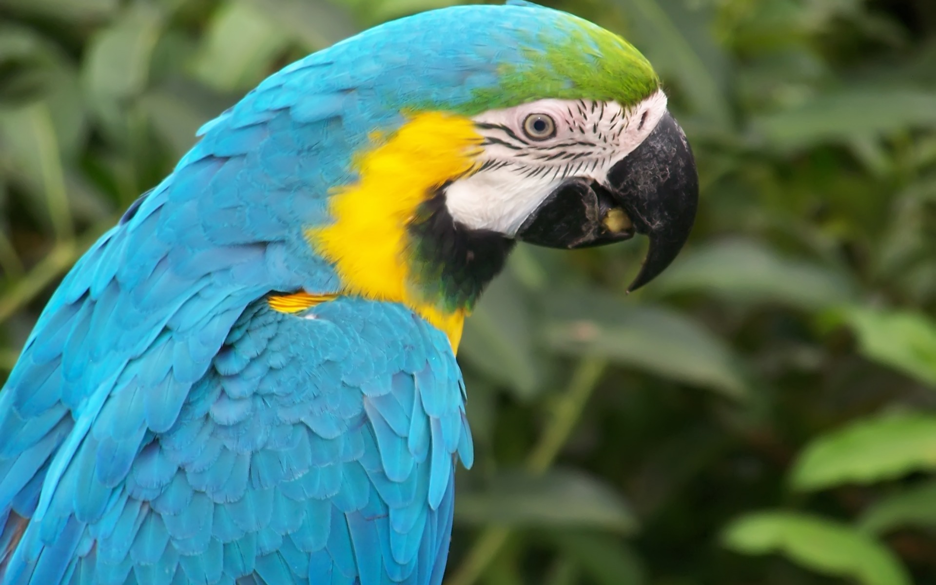Animals Wallpaper Photos Download - Macaw Parrot - HD Wallpaper 