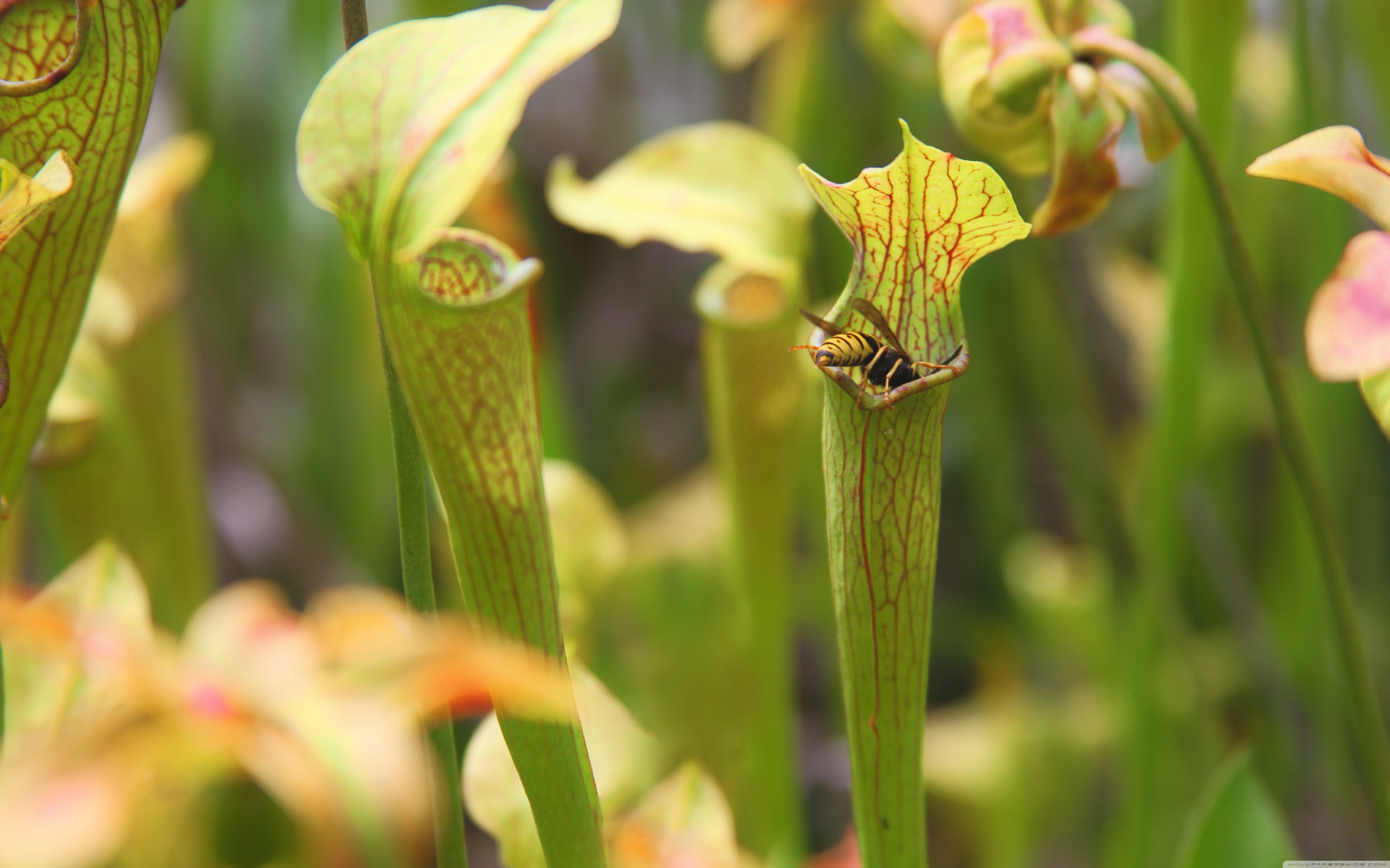 3 Insectivorous Plants 4k - HD Wallpaper 