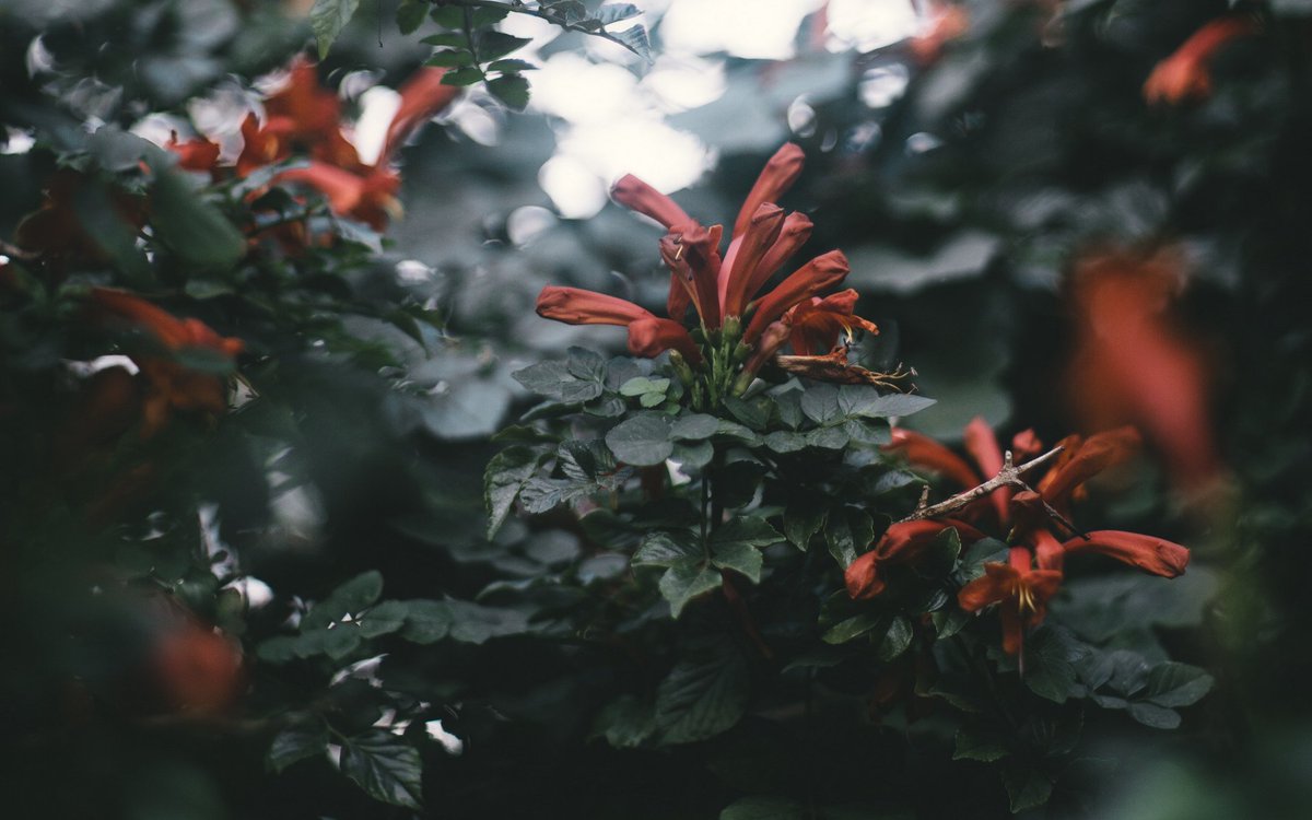 Winter Flowers Background Iphone - HD Wallpaper 