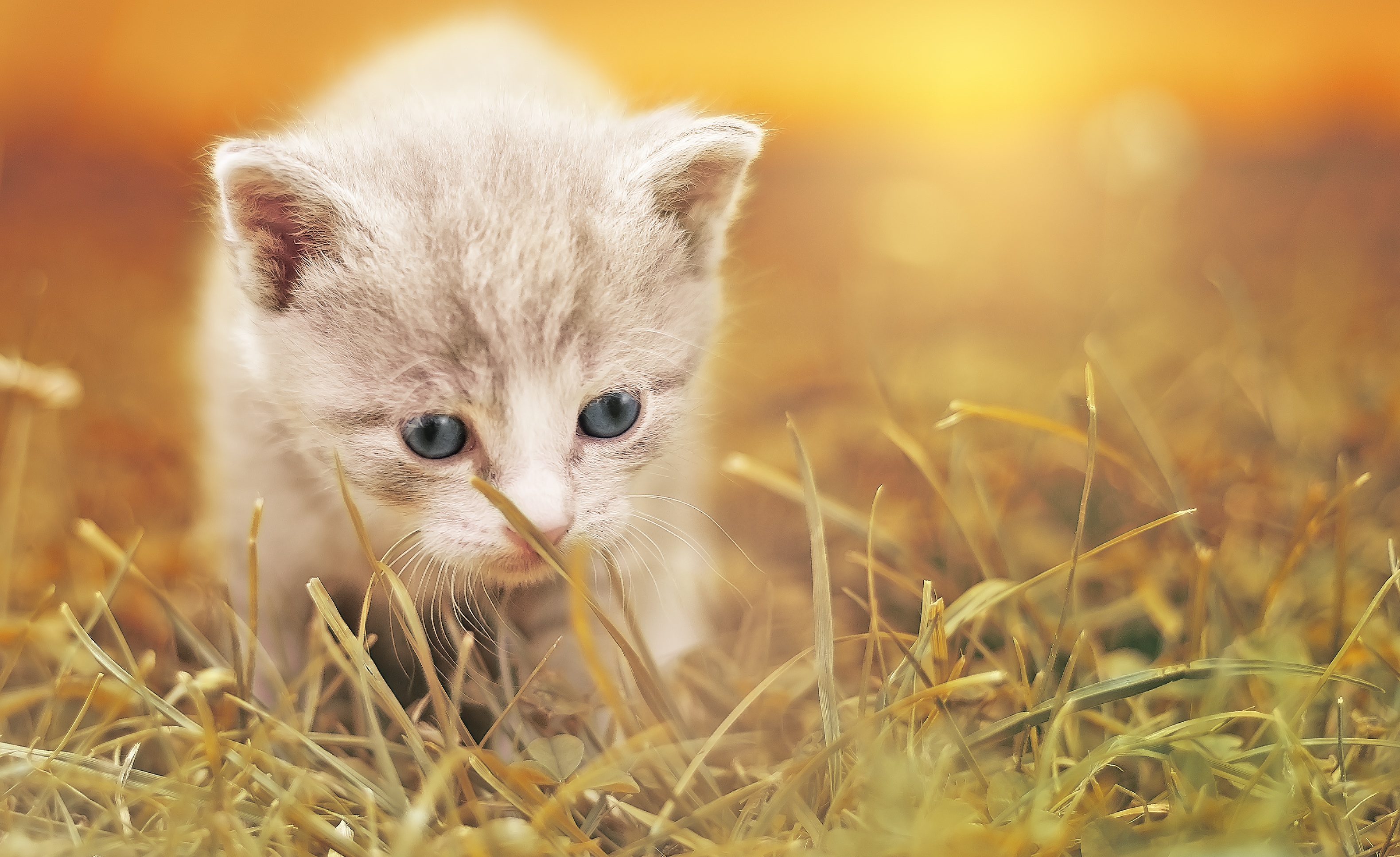 Cute Baby Cat Wallpaper Hd - HD Wallpaper 